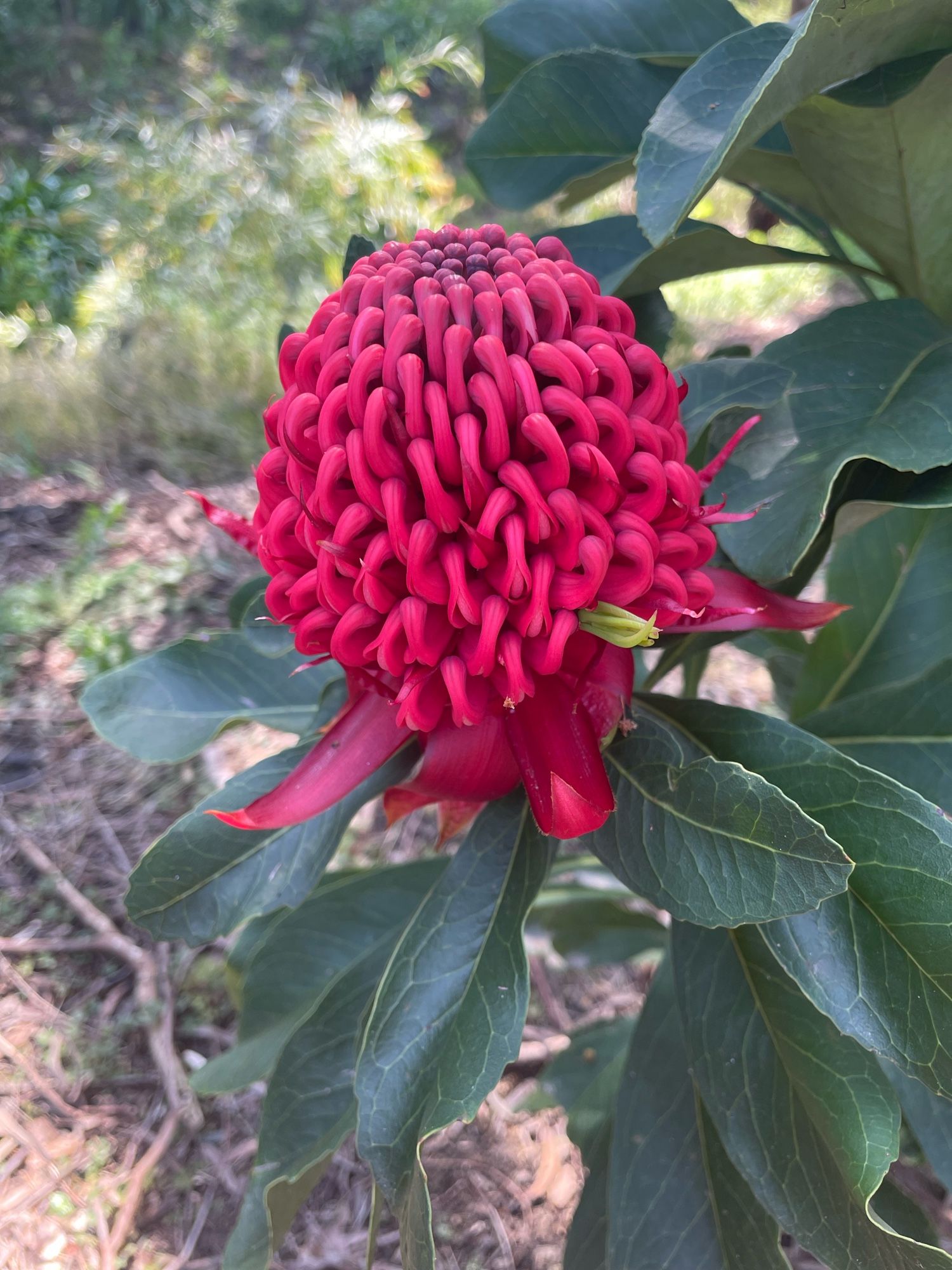 Waratah