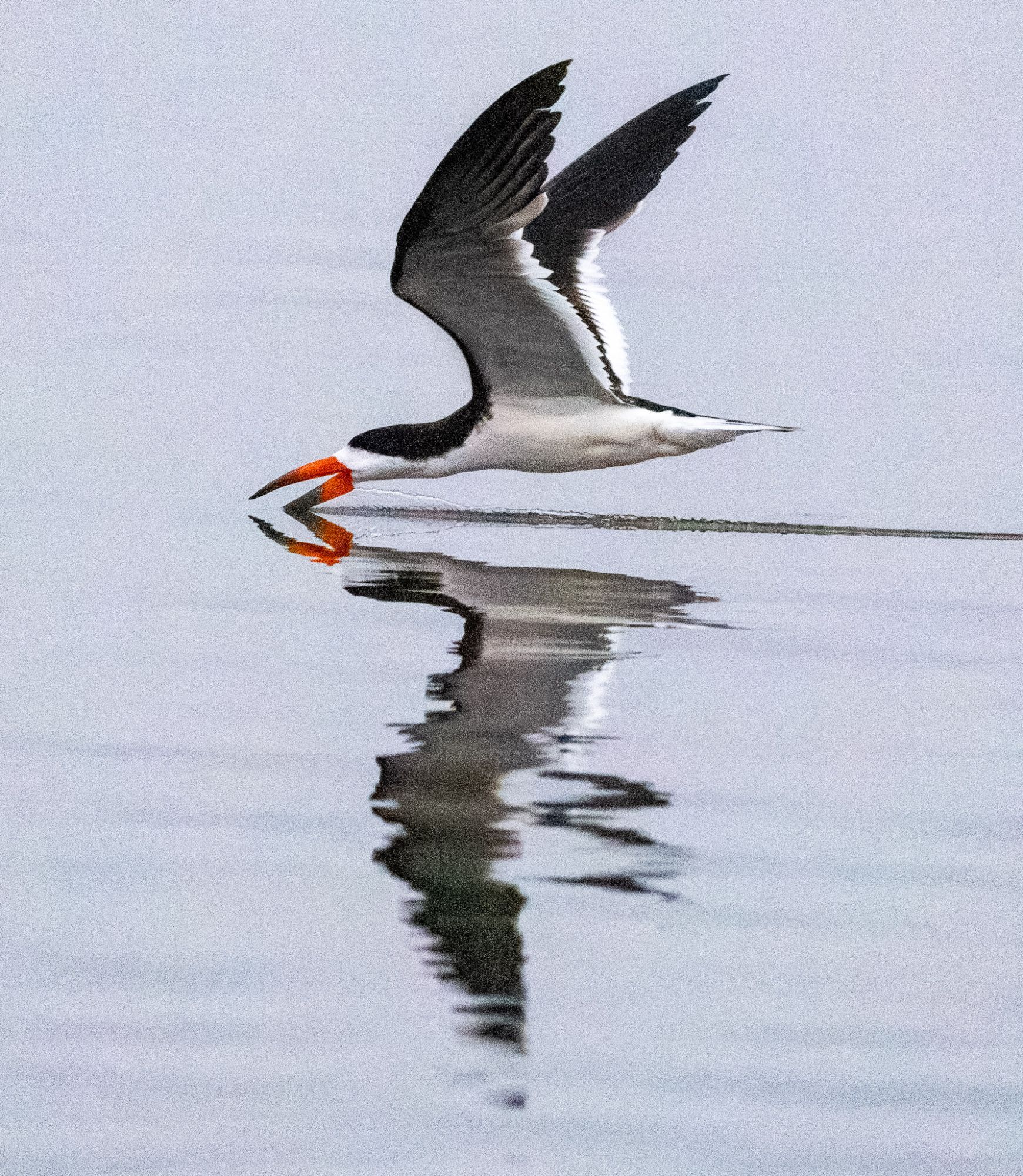 a black, gray, and white bird flies low with its bright orange lower bill cutting through the water and its pointed wingtips pointed upward