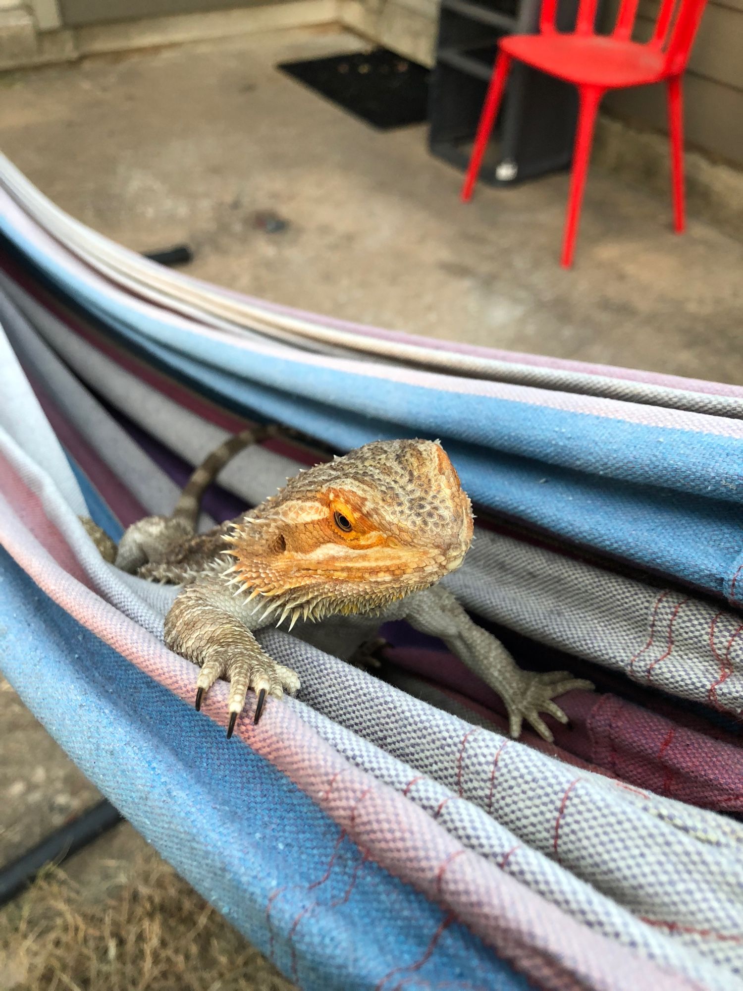 Horselover Fat aka Horselady chilling on a hammock outside 