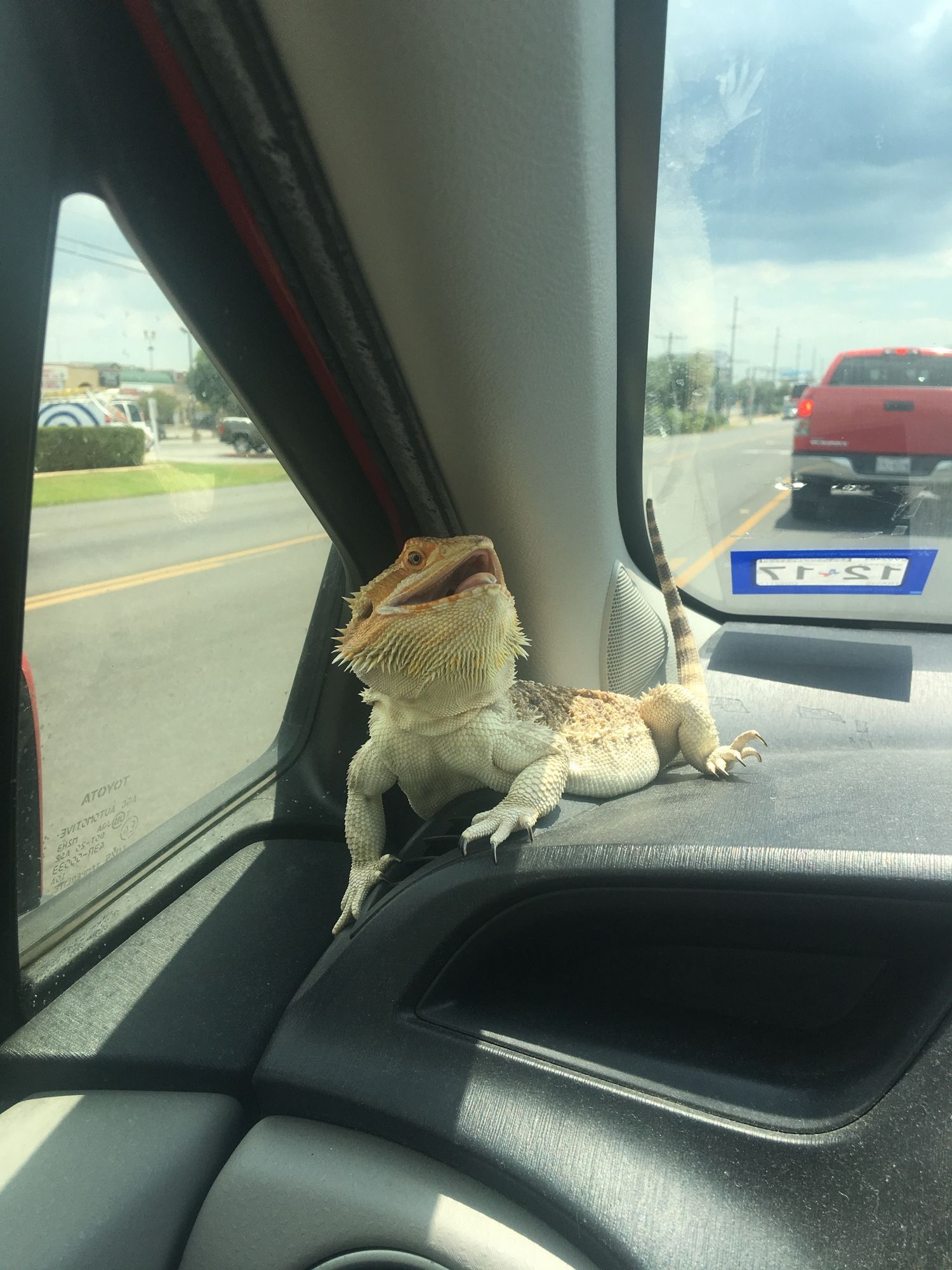 Horselover Fat aka Horselady riding in my car with her mouth open on the way to somewhere in 2017