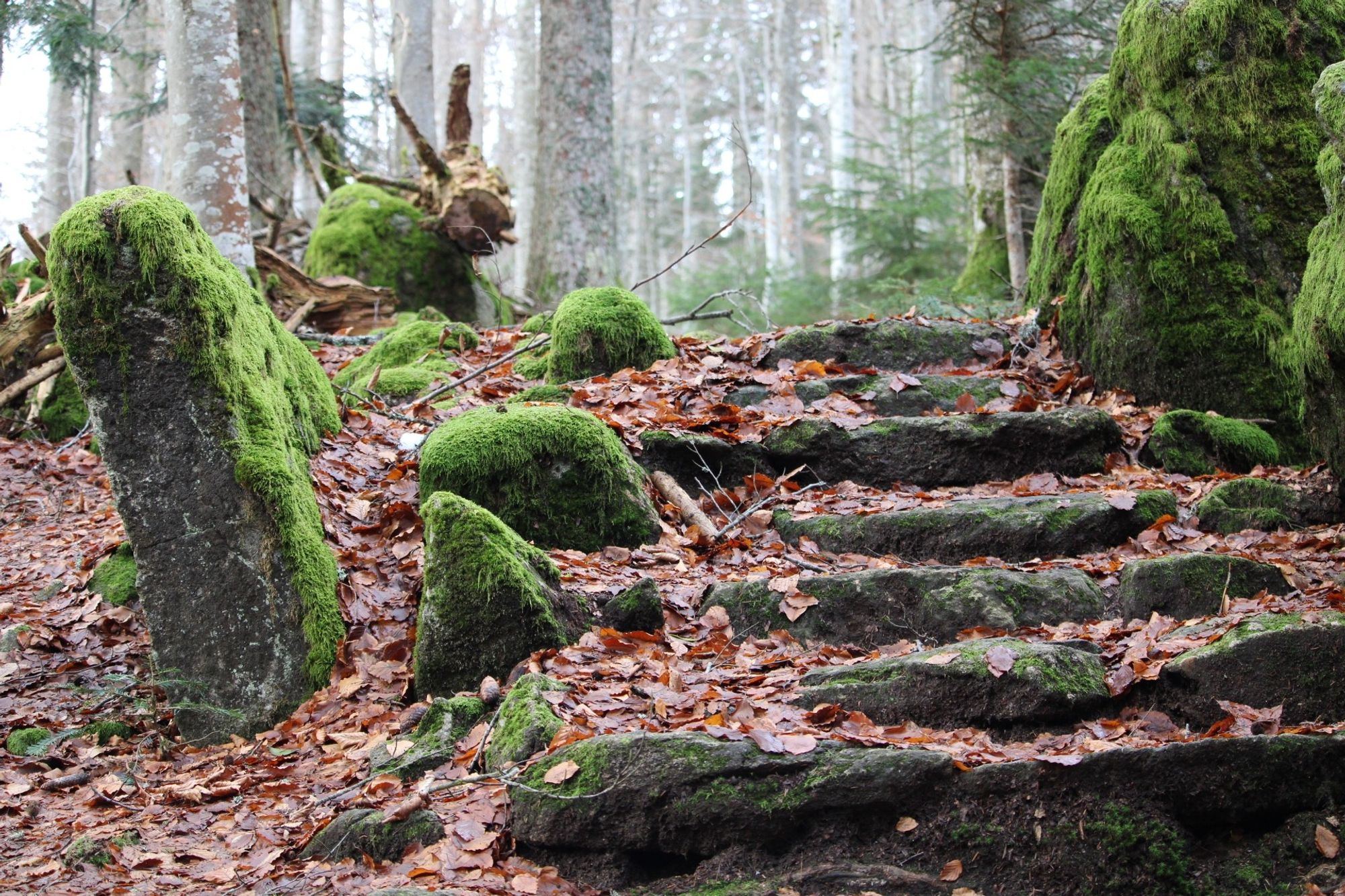 Mossy stairway in the forest