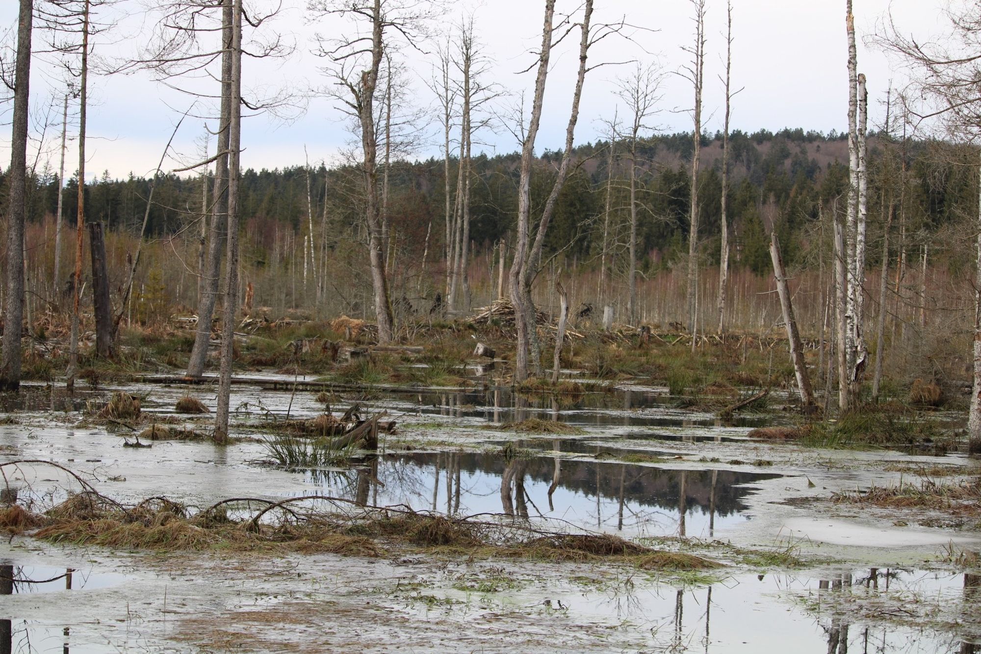 Bog forest