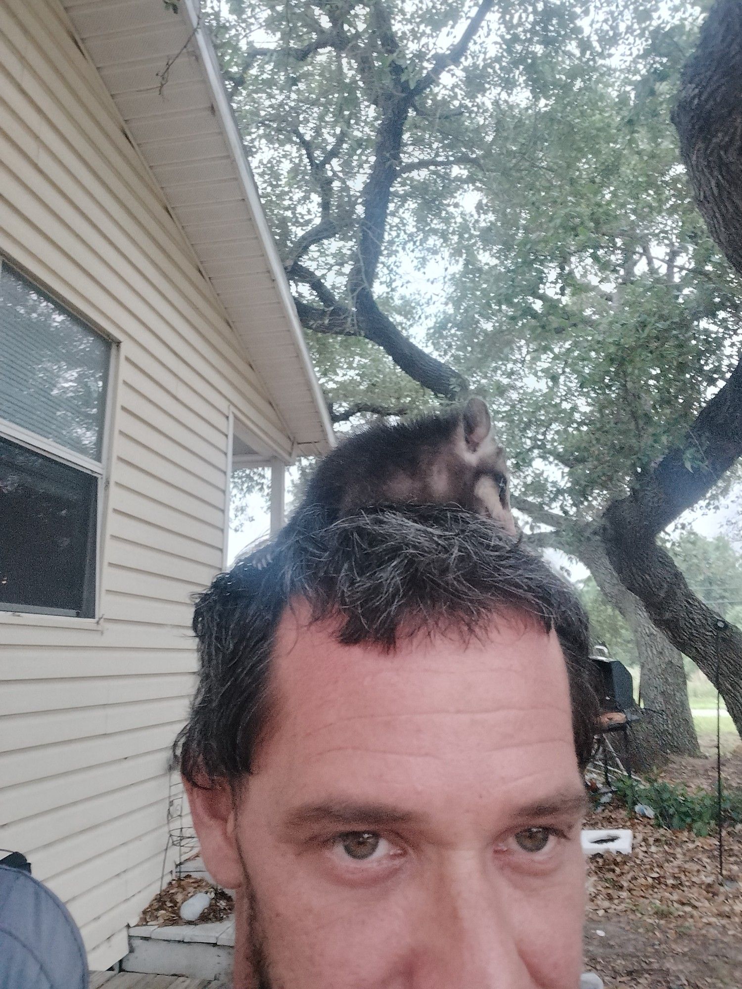 Opossum on head wins