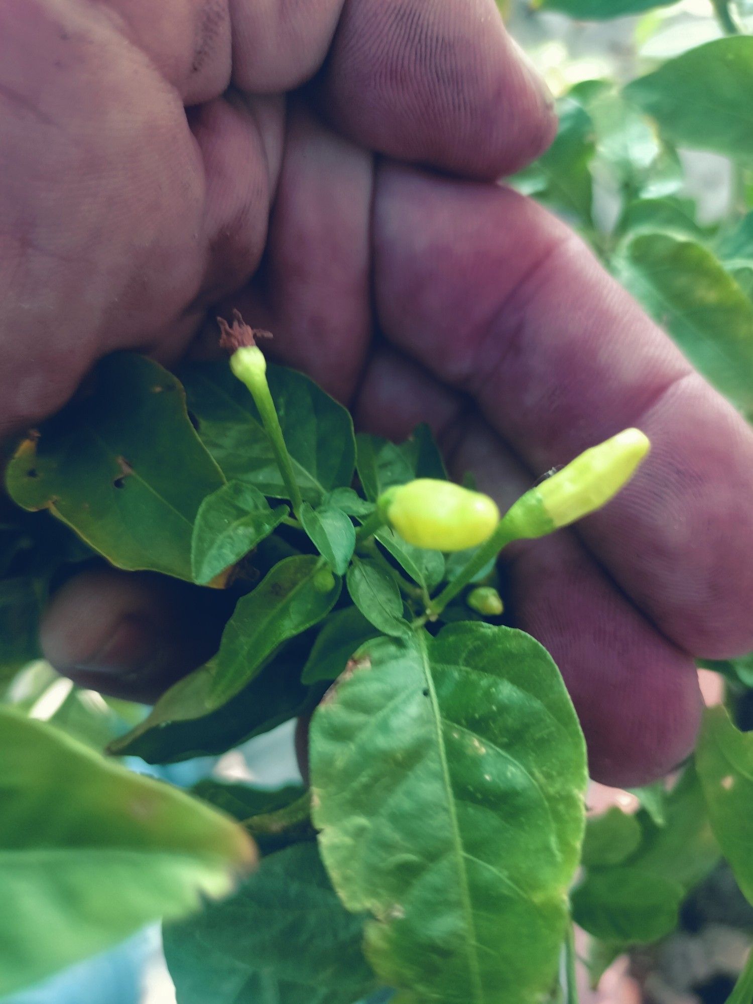 First big crop of the year in February