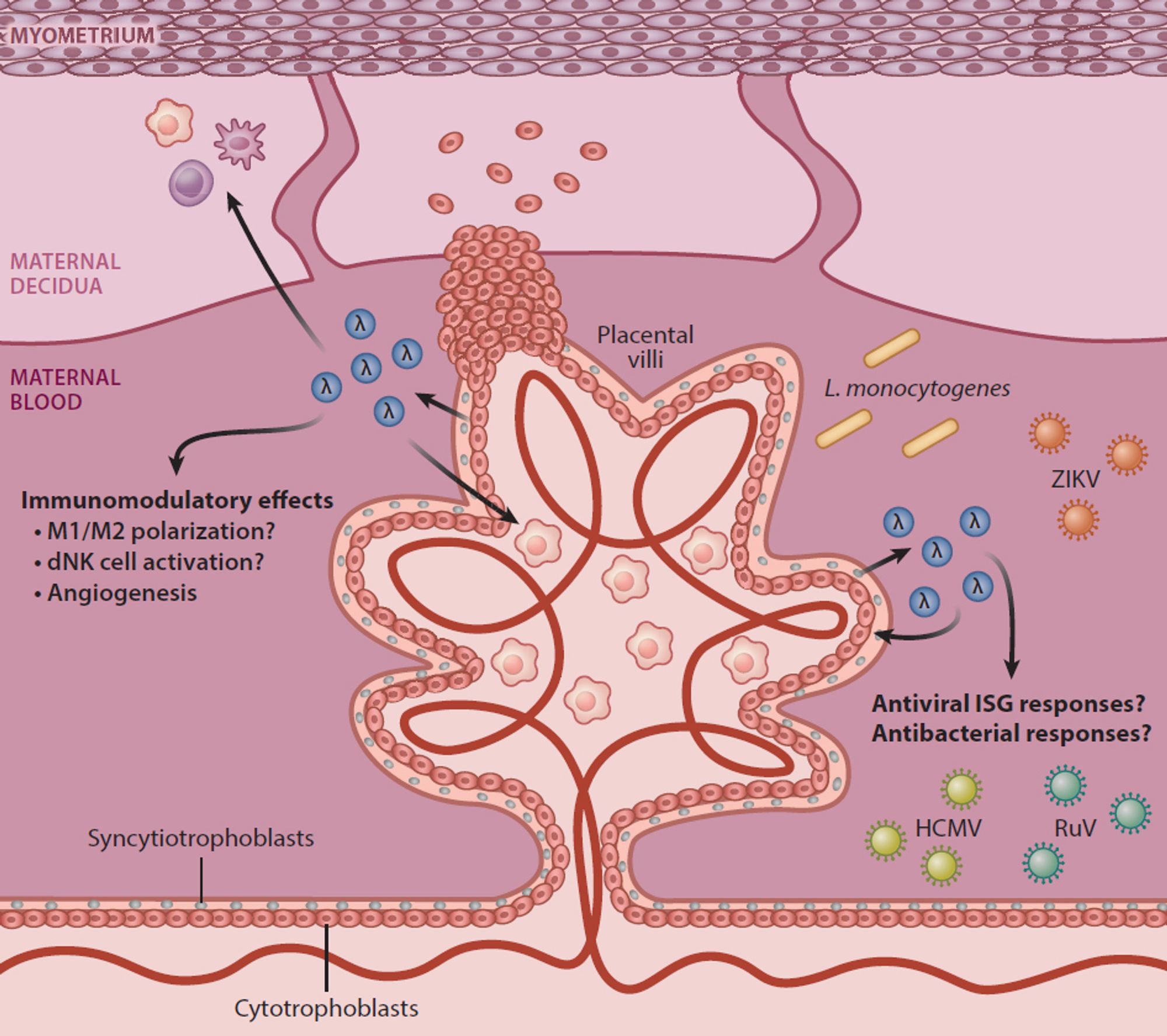 Dedloff 2024 Ann Rev Virol Fig 2: diagram summarizing the antiviral and immunomodulatory effects of IFN-L at the maternal-fetal interface