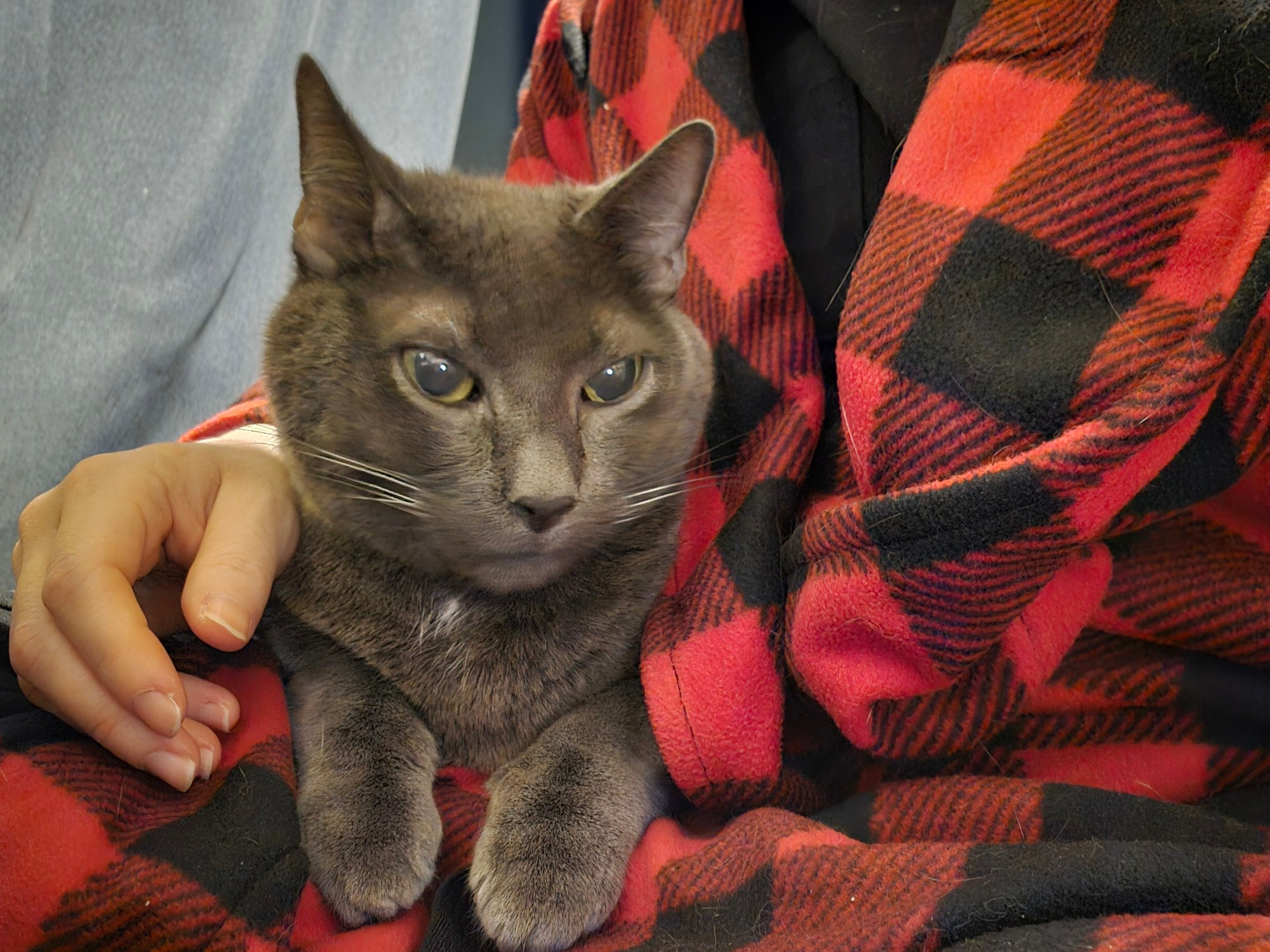 my grey cat sits purring on my lap