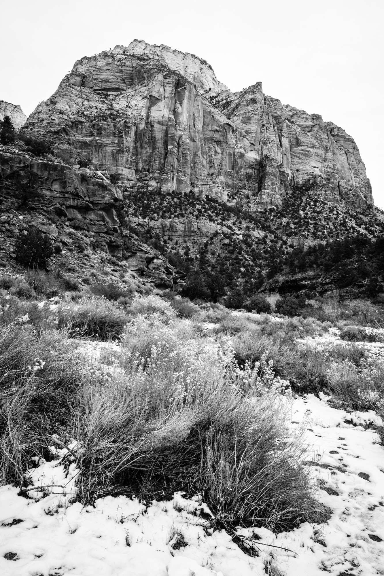 The East Temple, seen from the Zion-Mount Carmel Highway. In the foreground, snow-covered brush.