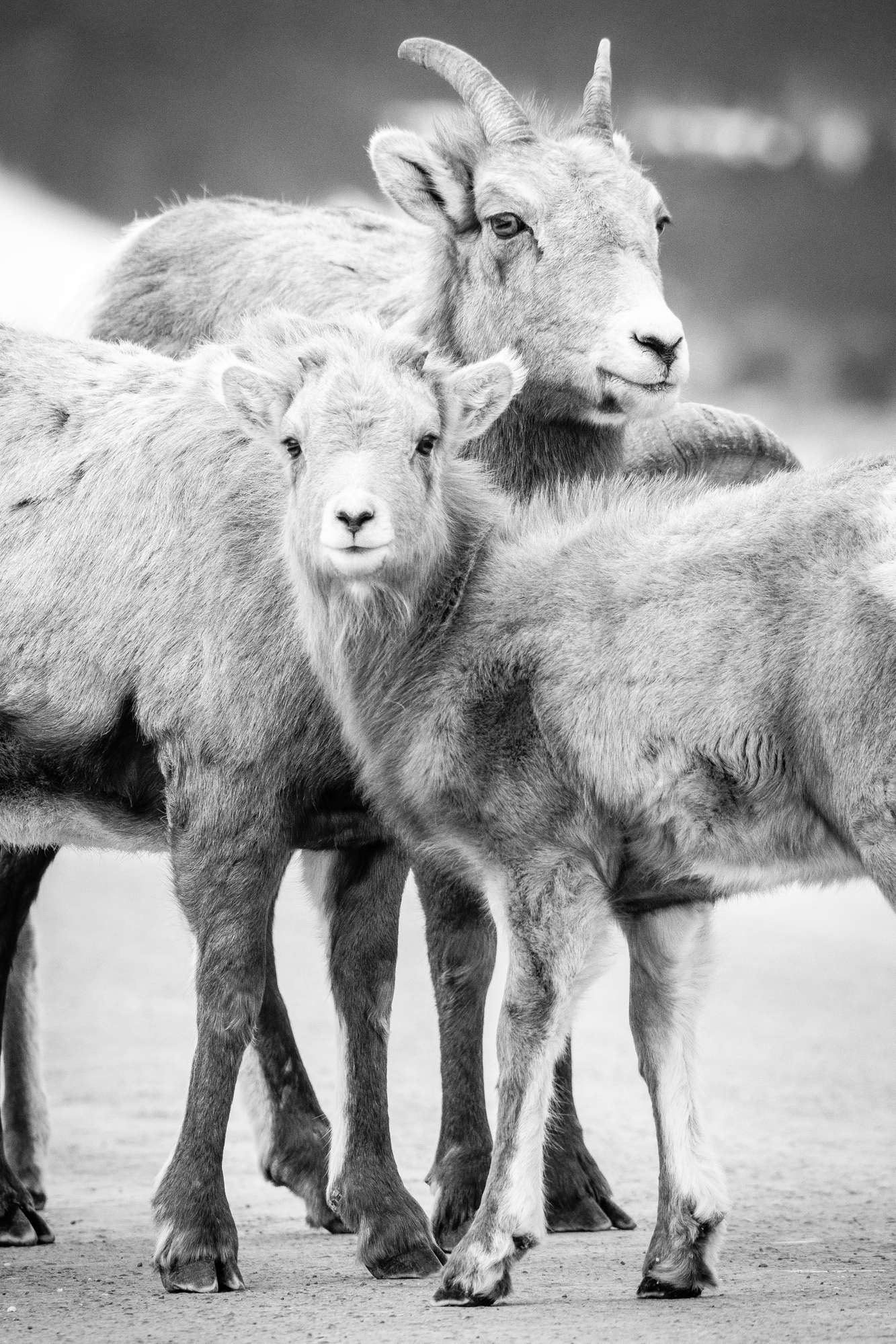 A bighorn lamb standing on a dirt road, looking towards the camera. An ewe is standing behind the lamb.