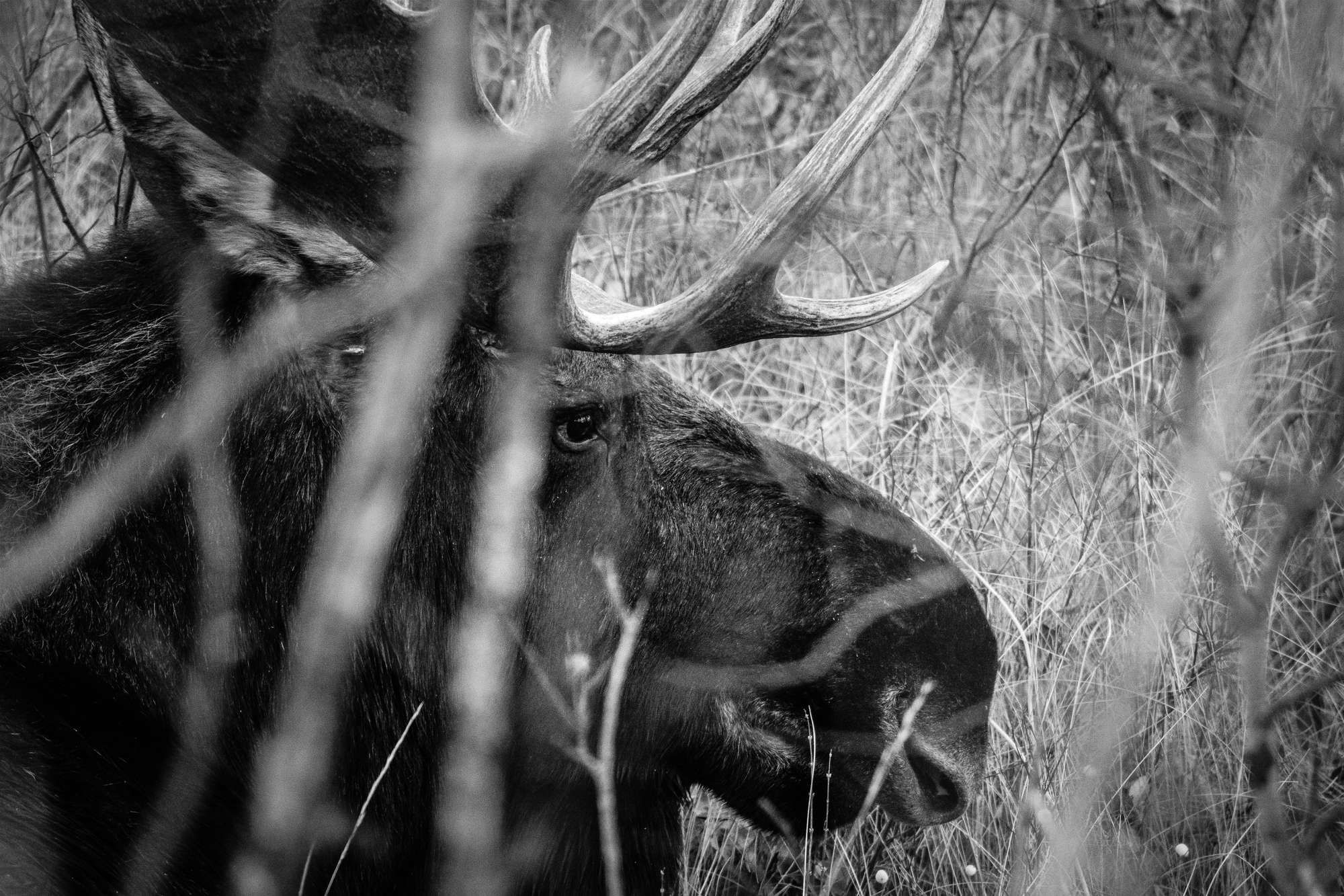 A bull moose bedded down in grass, seen through out-of-focus branches.