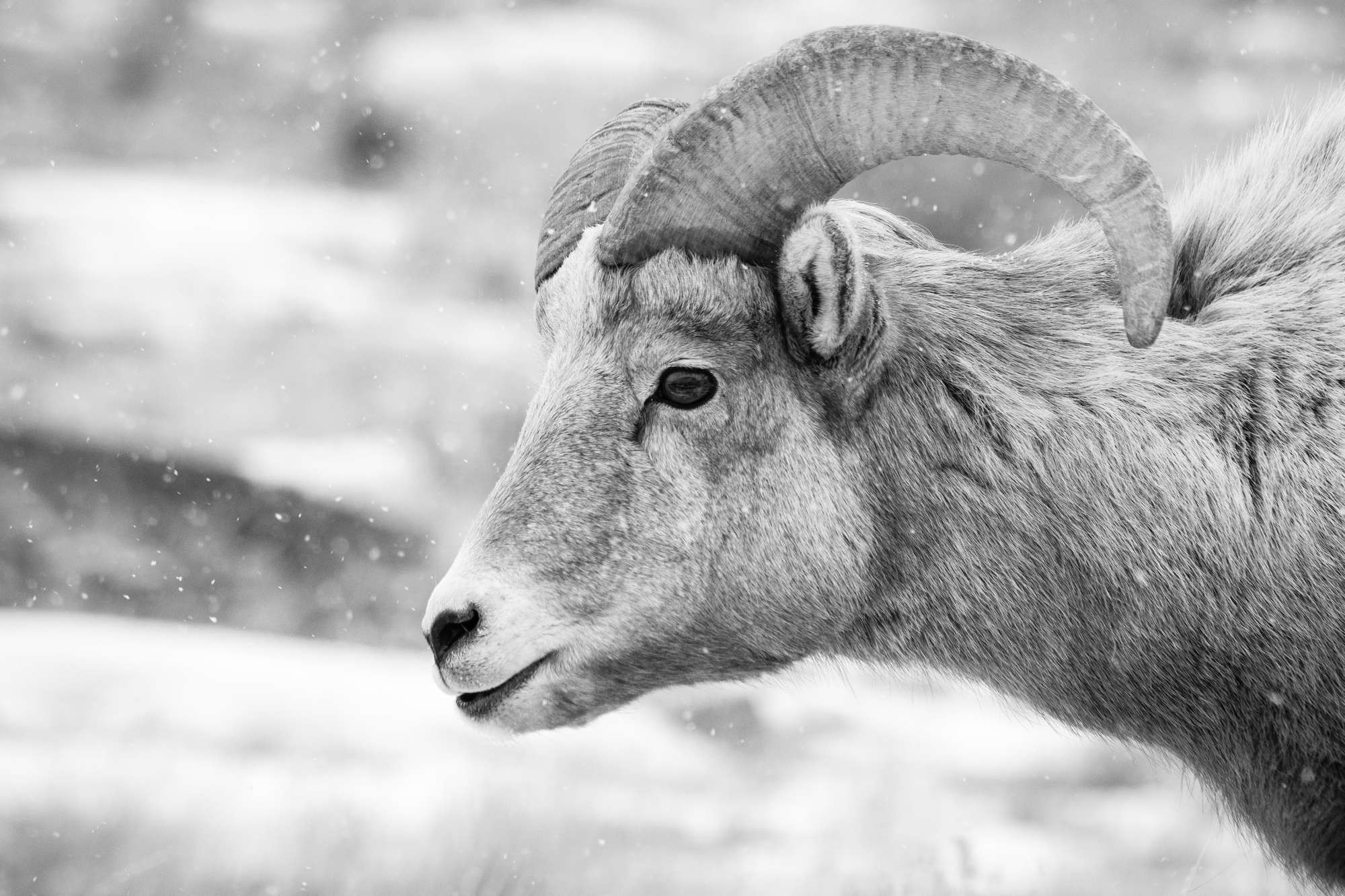 A profile protrait of a bighorn sheep during snowfall.