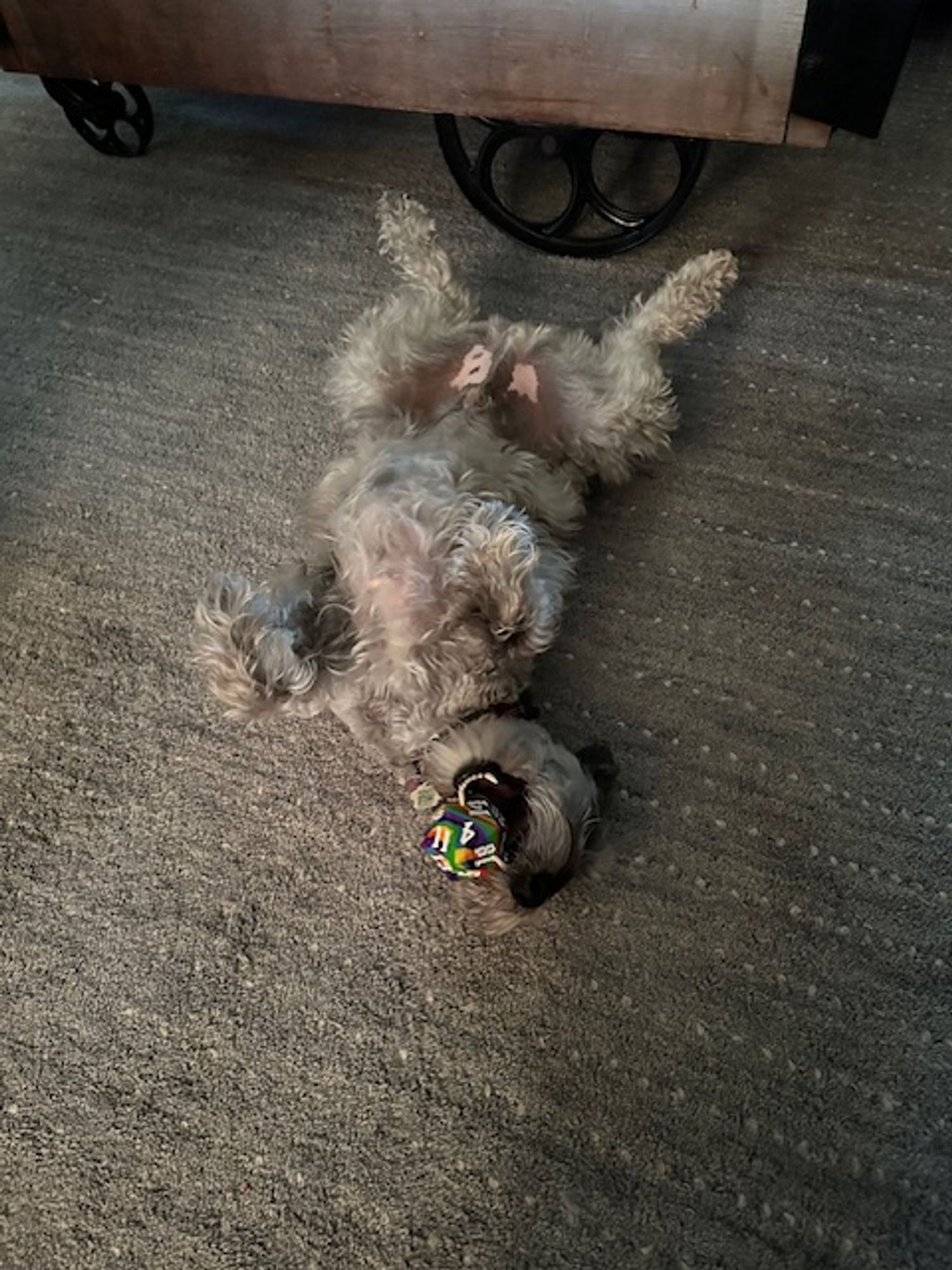 Silver schnoodle rolled over on his back with a rainbow D20 chew toy in his mouth.