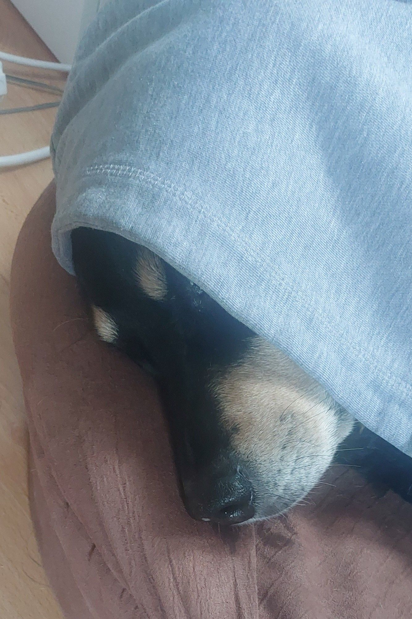 Hund liegt im Körbchen mit Hoodie Kaputze über dem Kopf.