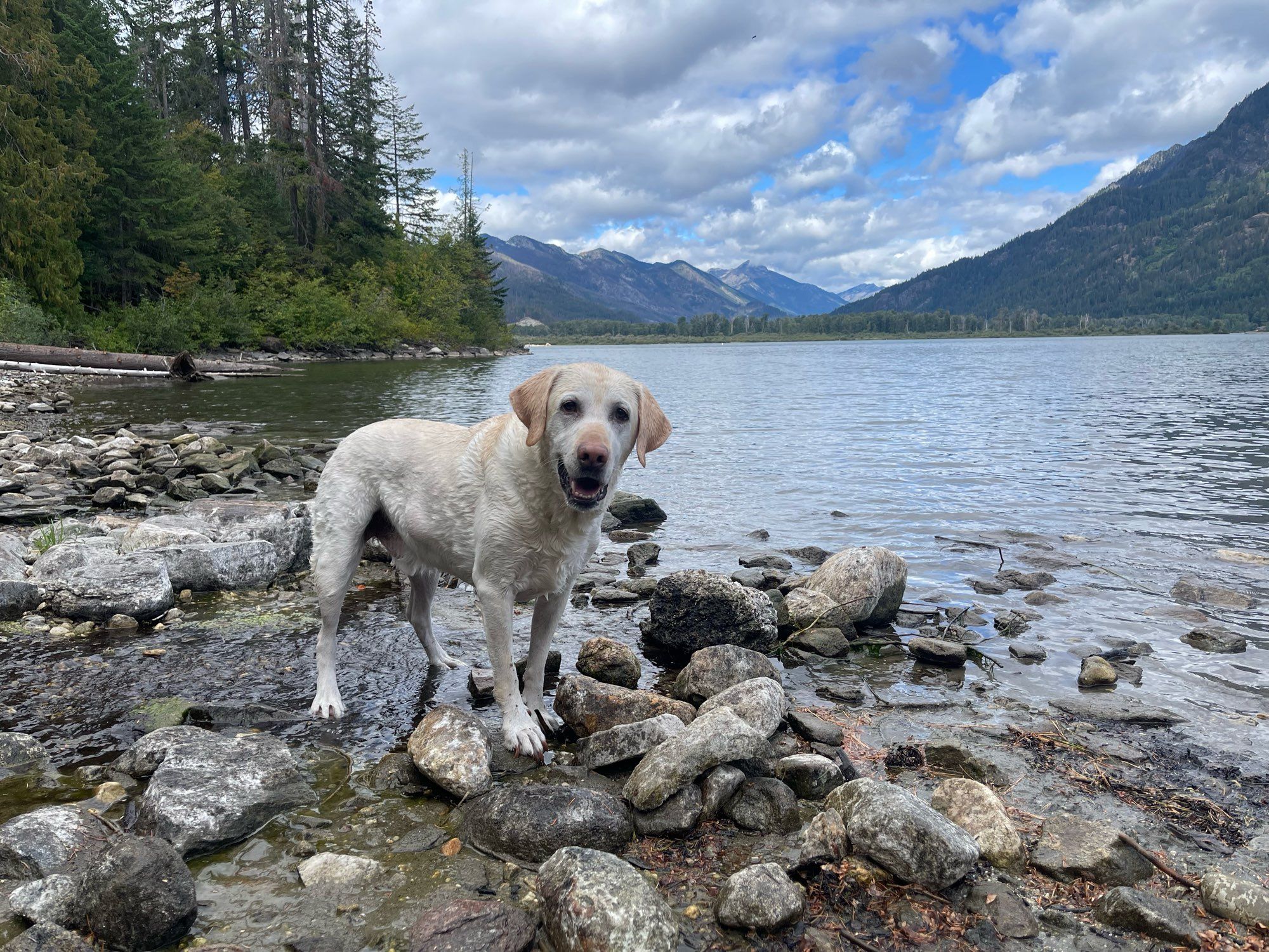 Boomer, happy he got to swim