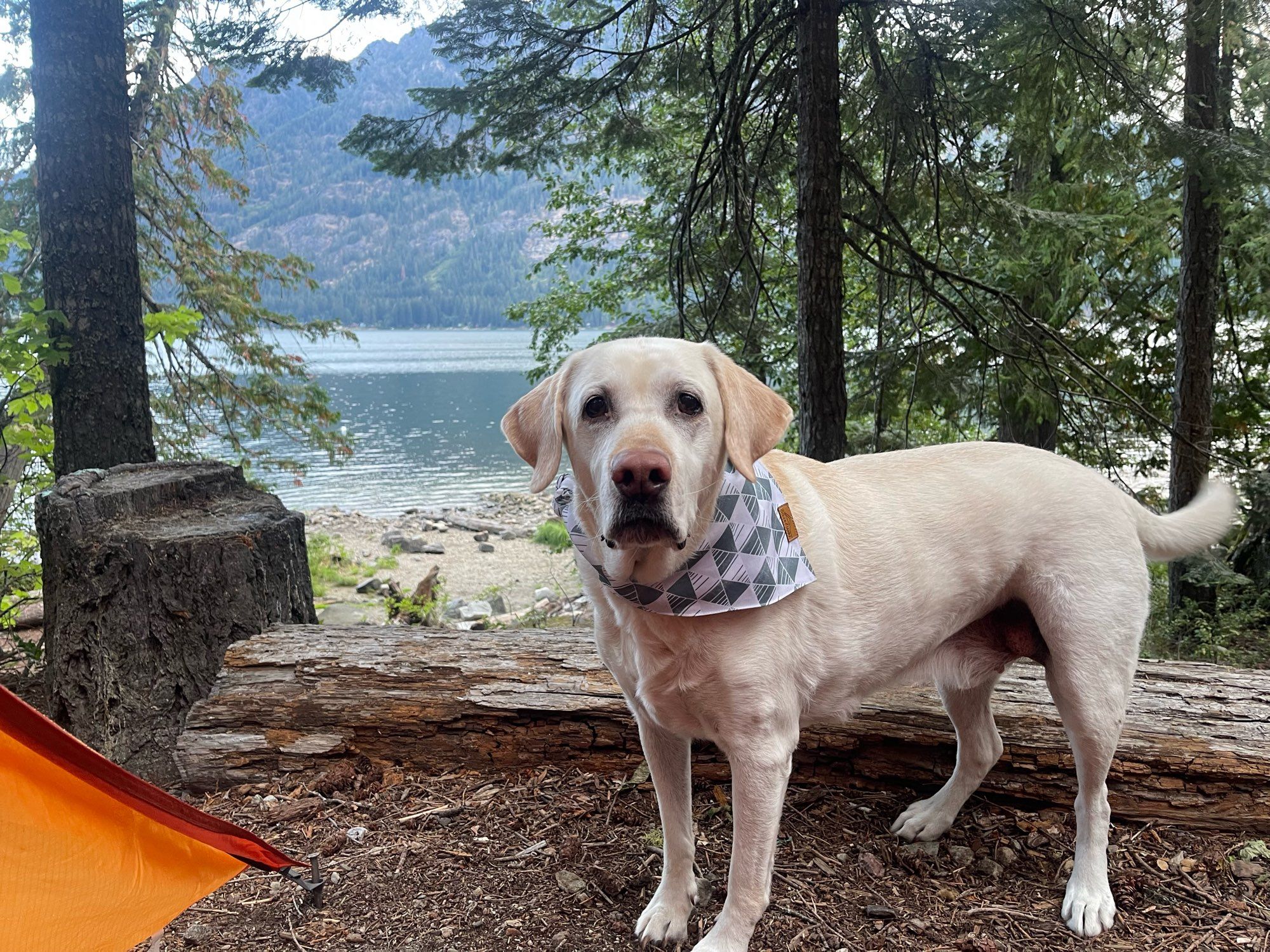 View from my campsite, Lake Wenatchee in the background, Boomer asking to swim