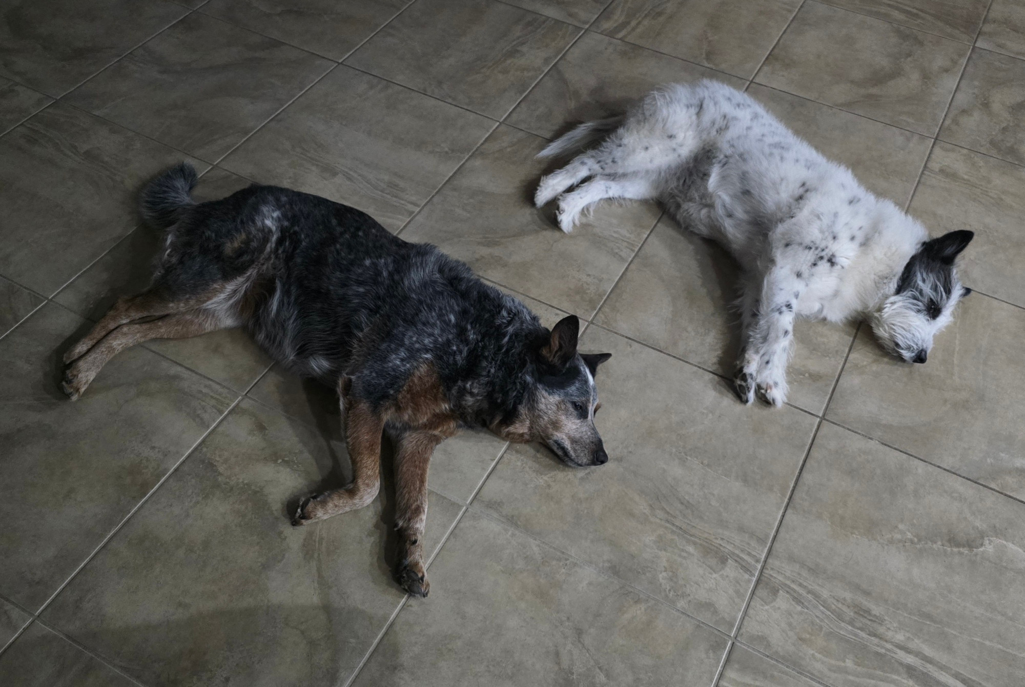Thelma and Louise chillaxing on the cool tile.