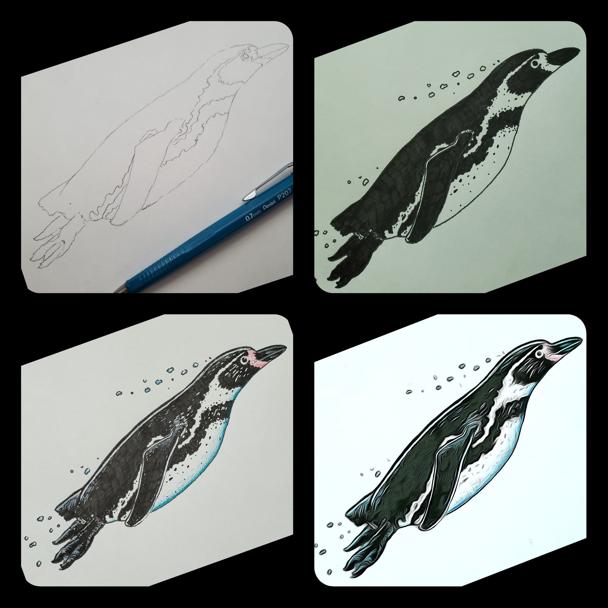 Composite showing the development of an African Penguin (Spheniscus demersus) illustration. 