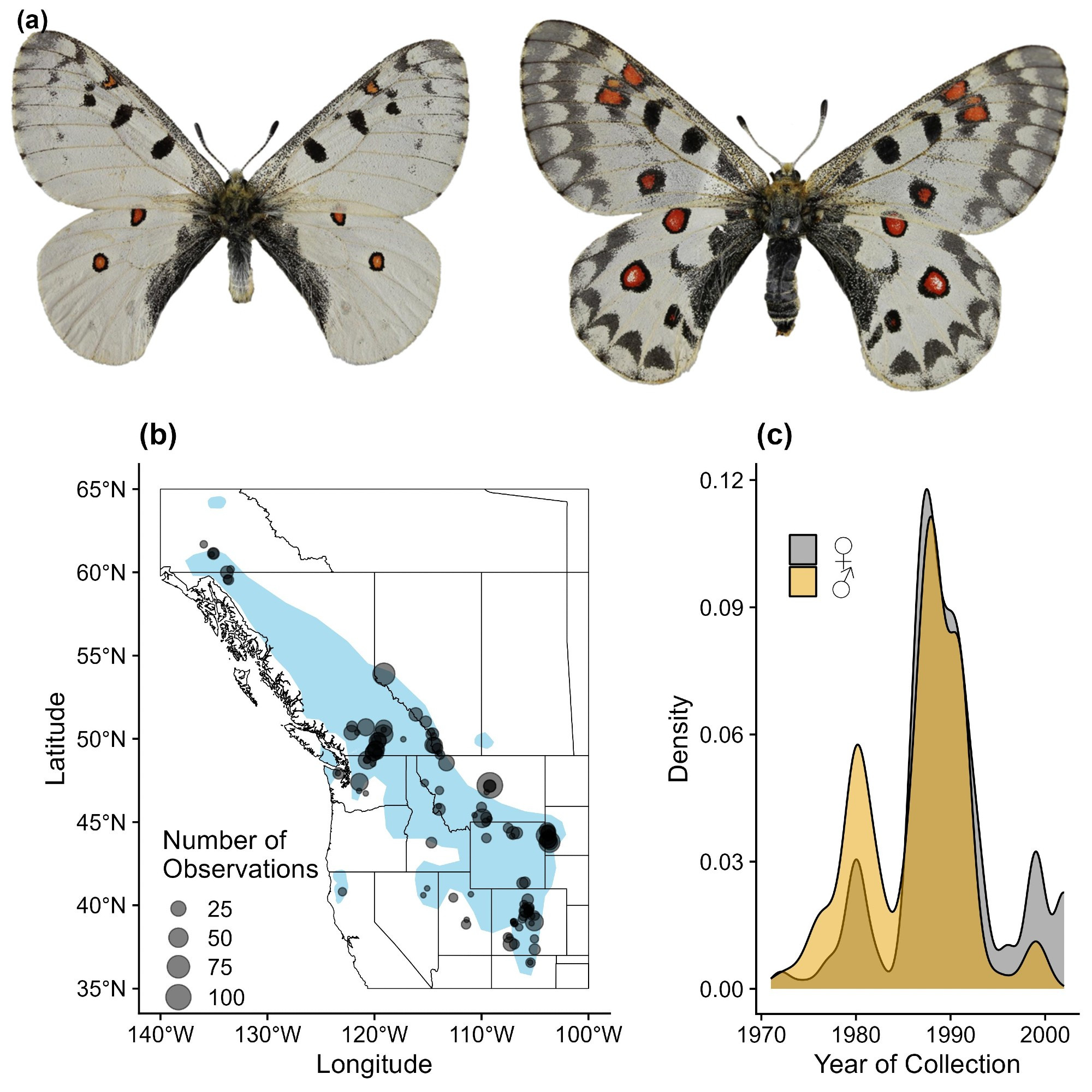 A summary figure showing male and female specimens, a distribution of occurrences over western North America, and the temporal distribution of records since 1970.