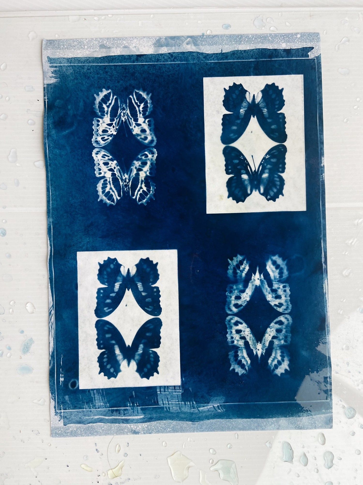 A cyanotype print of butterflies showing the characteristic blue hue.