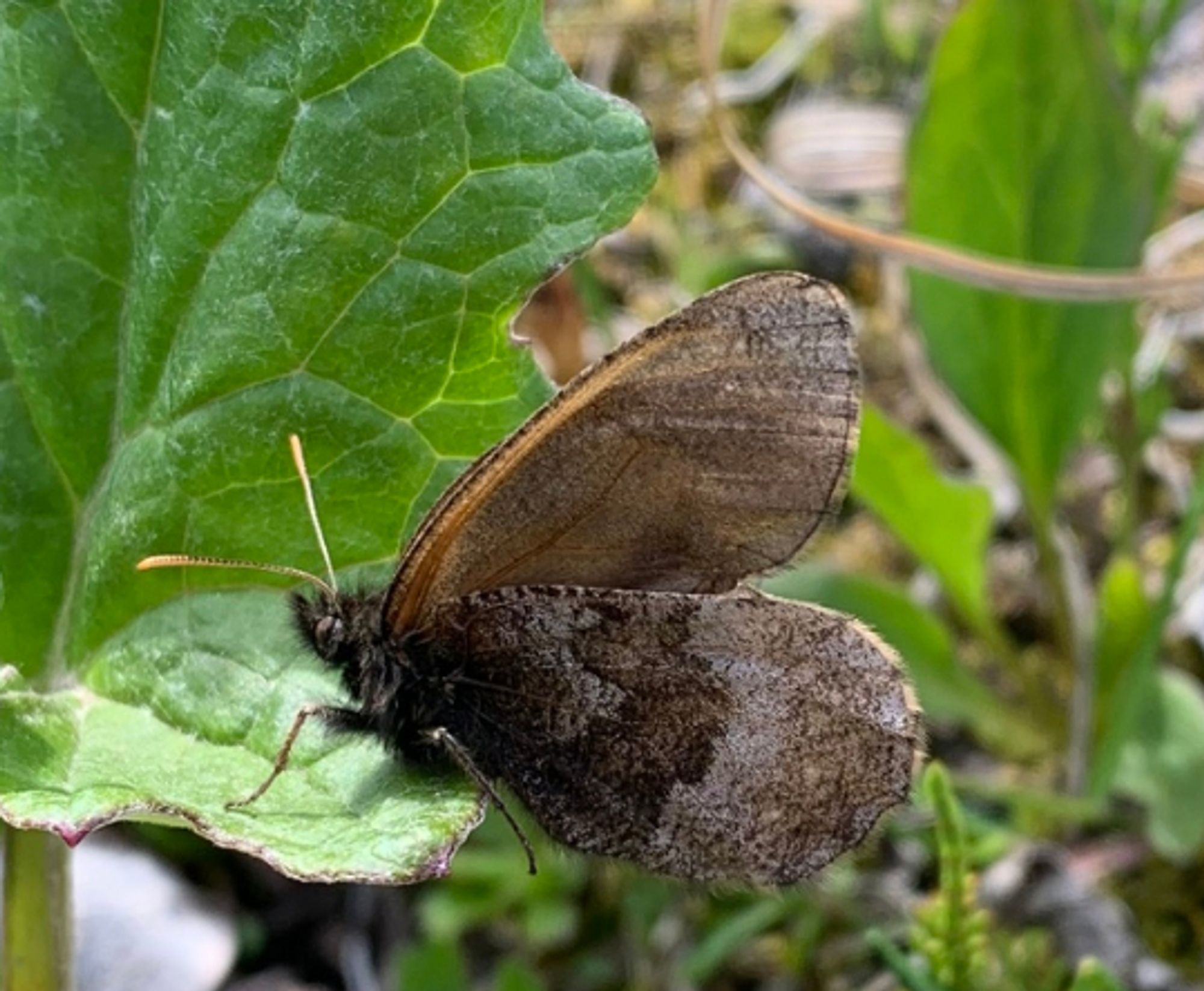 A medium sized brown butterfly on vegetation.