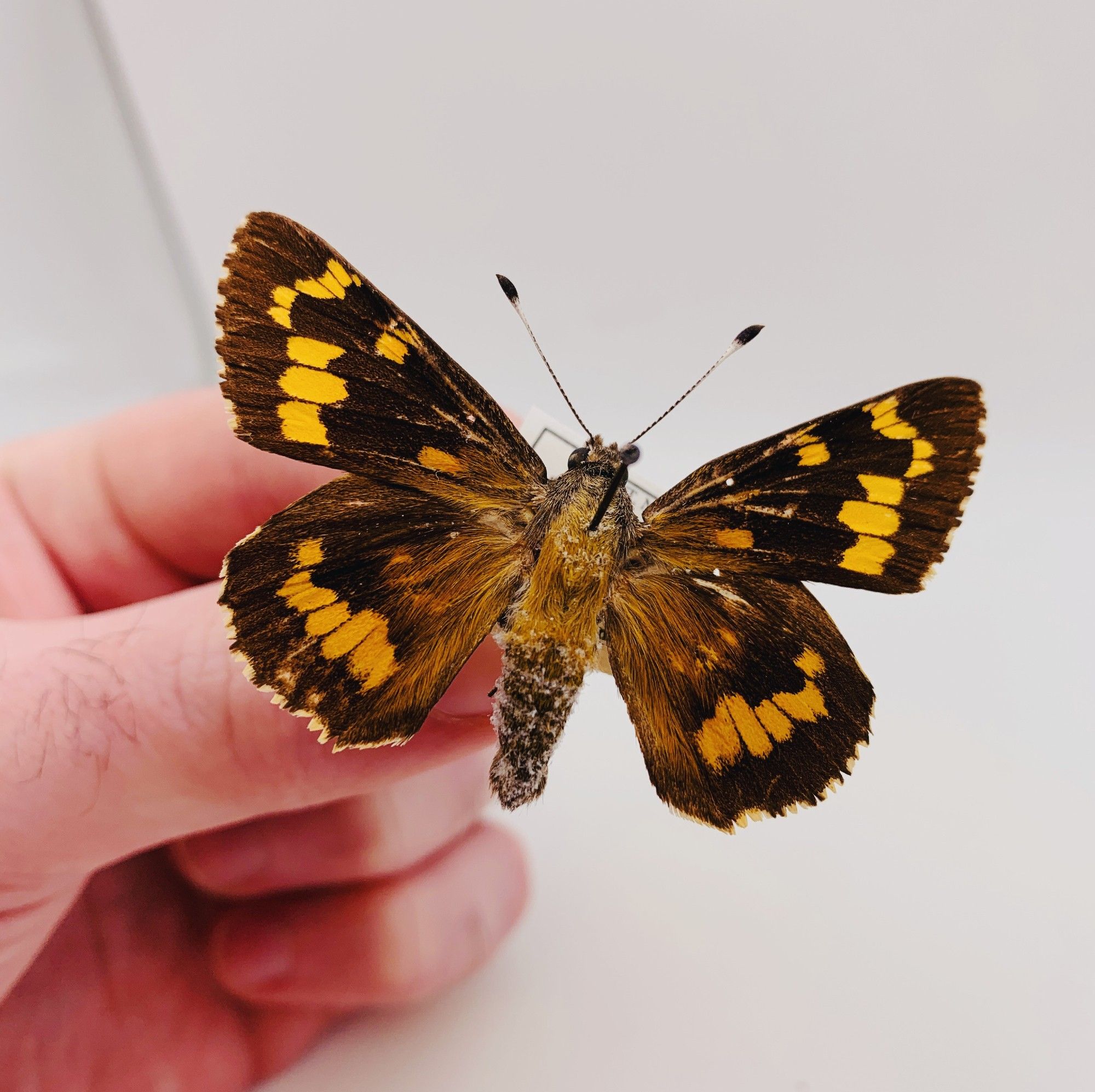 A photo of a pinned butterfly specimen of the species, Agathymus evansi. The butterfly is mostly brown with orange markings on both wings.