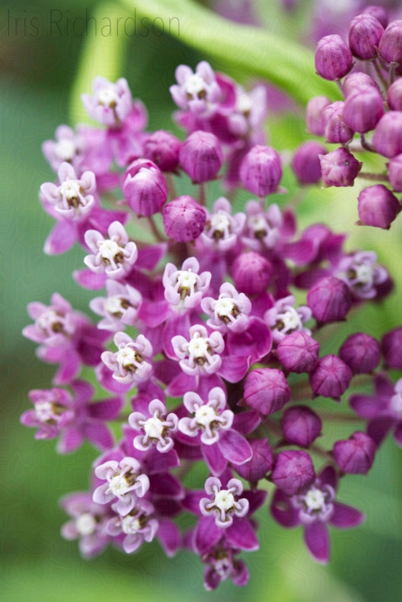 Clusters of vibrant pink milkweed flowers bloom in the foreground with a soft focus. Artist Iris Richardson, gallery Pictorem