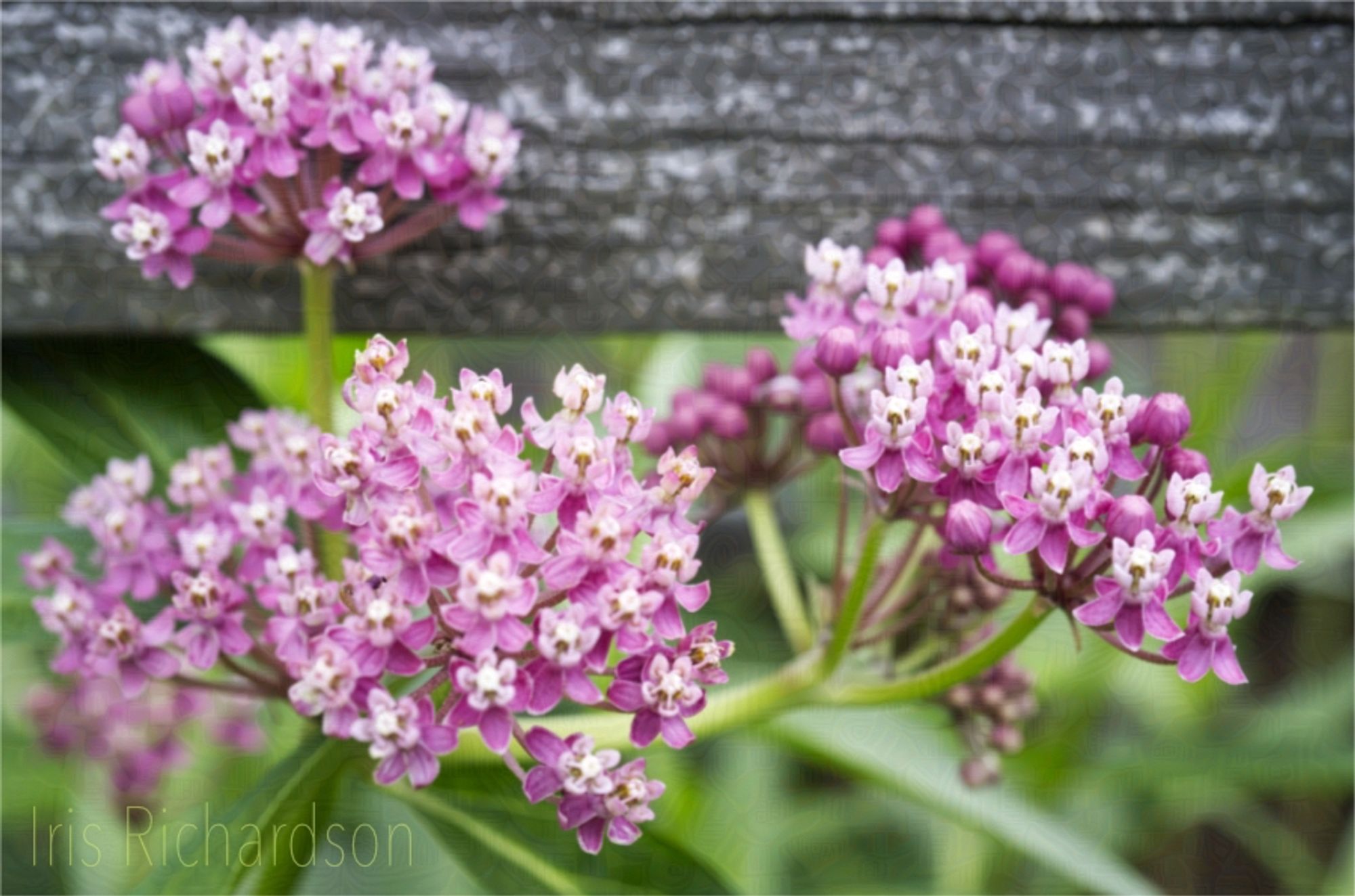 Clusters of vibrant pink milkweed flowers bloom in the foreground with a soft focus. Artist Iris Richardson, gallery Pictorem