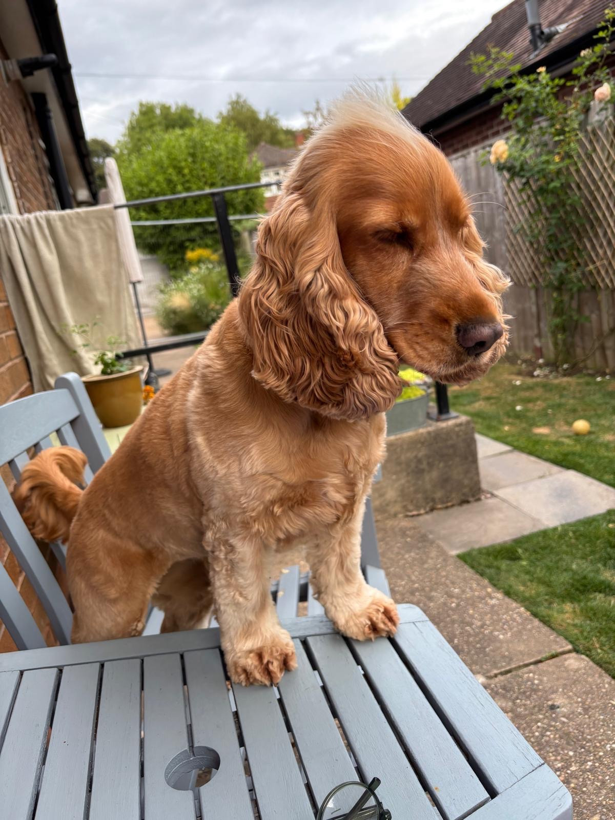 A red show cocker spaniel puts her two front paws on a light blue garden table. She has successfully raised herself up and looks very pleased with herself. 