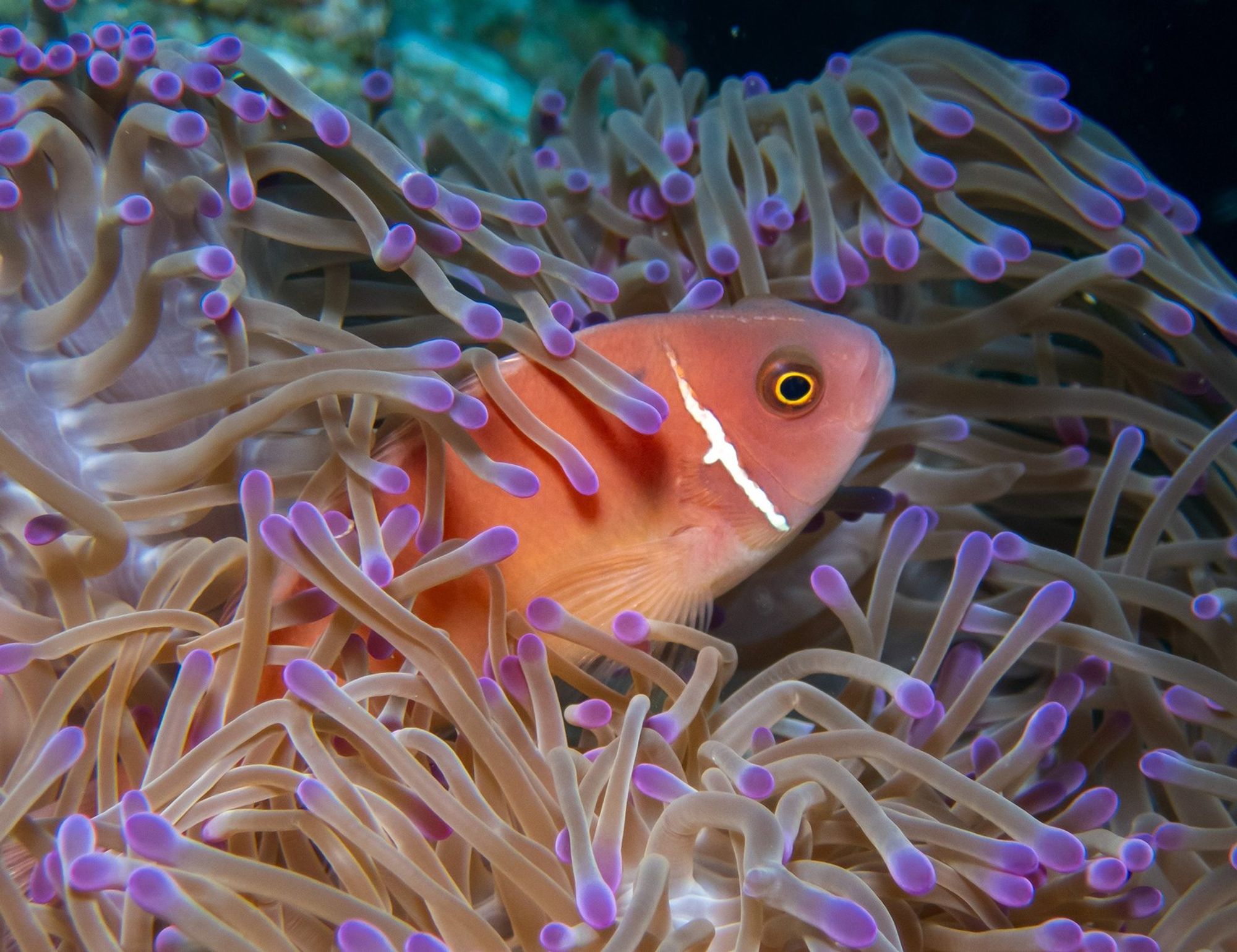 Amphiprion perideraion - Pink Skunk Anemonefish