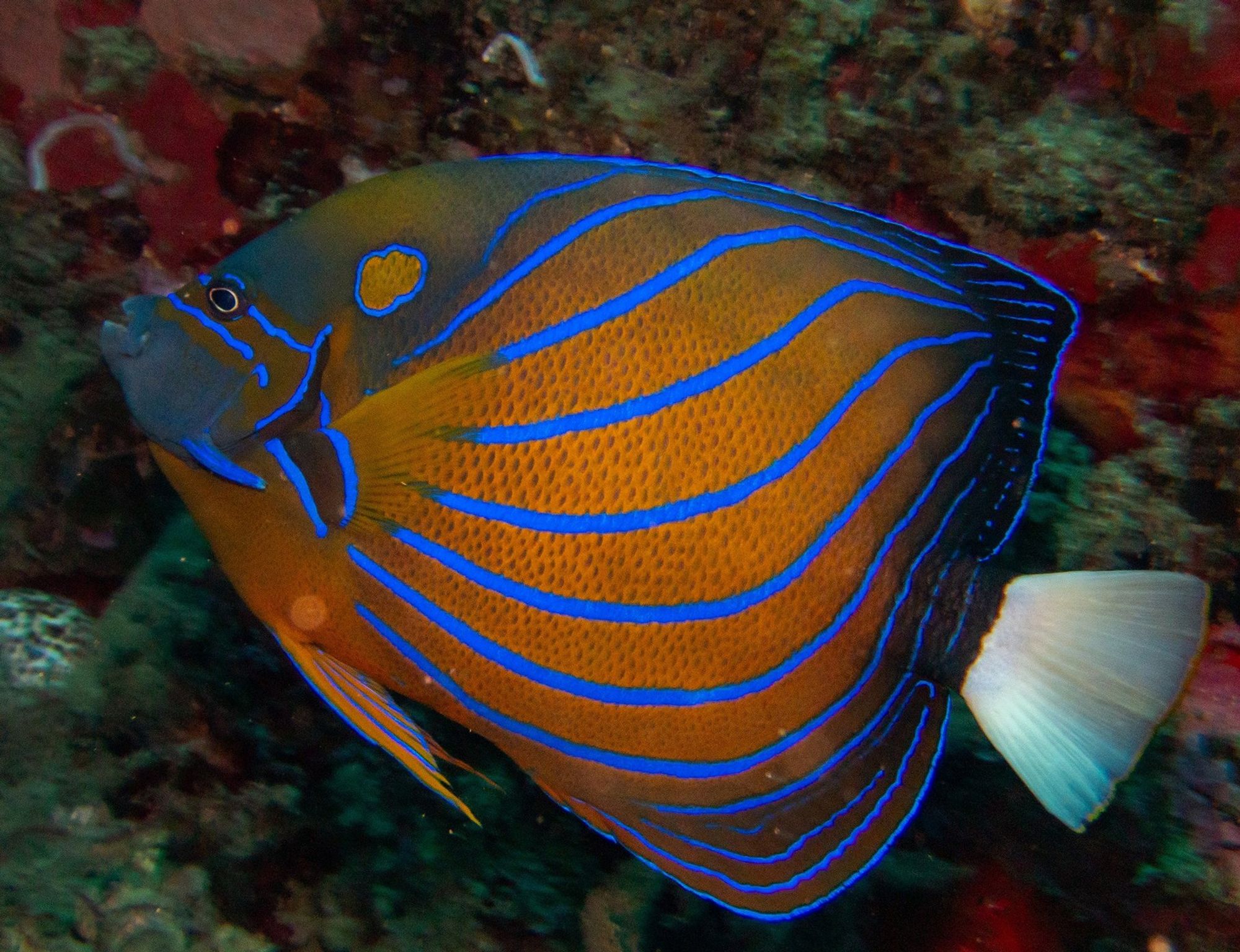 Pomacanthus annularis - Bluering Angelfish