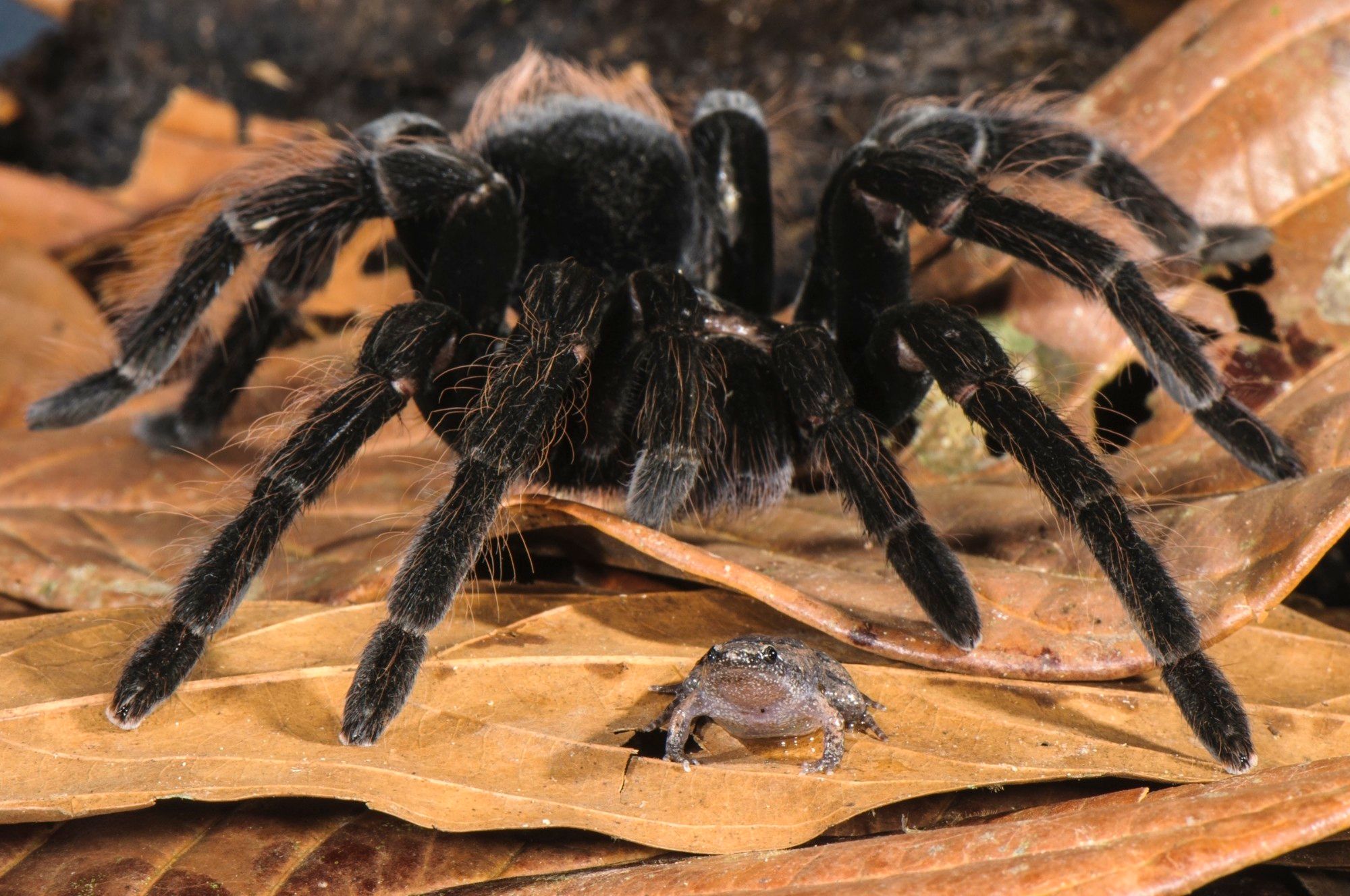 Tarantula protect frog, frog protect tarantula babie