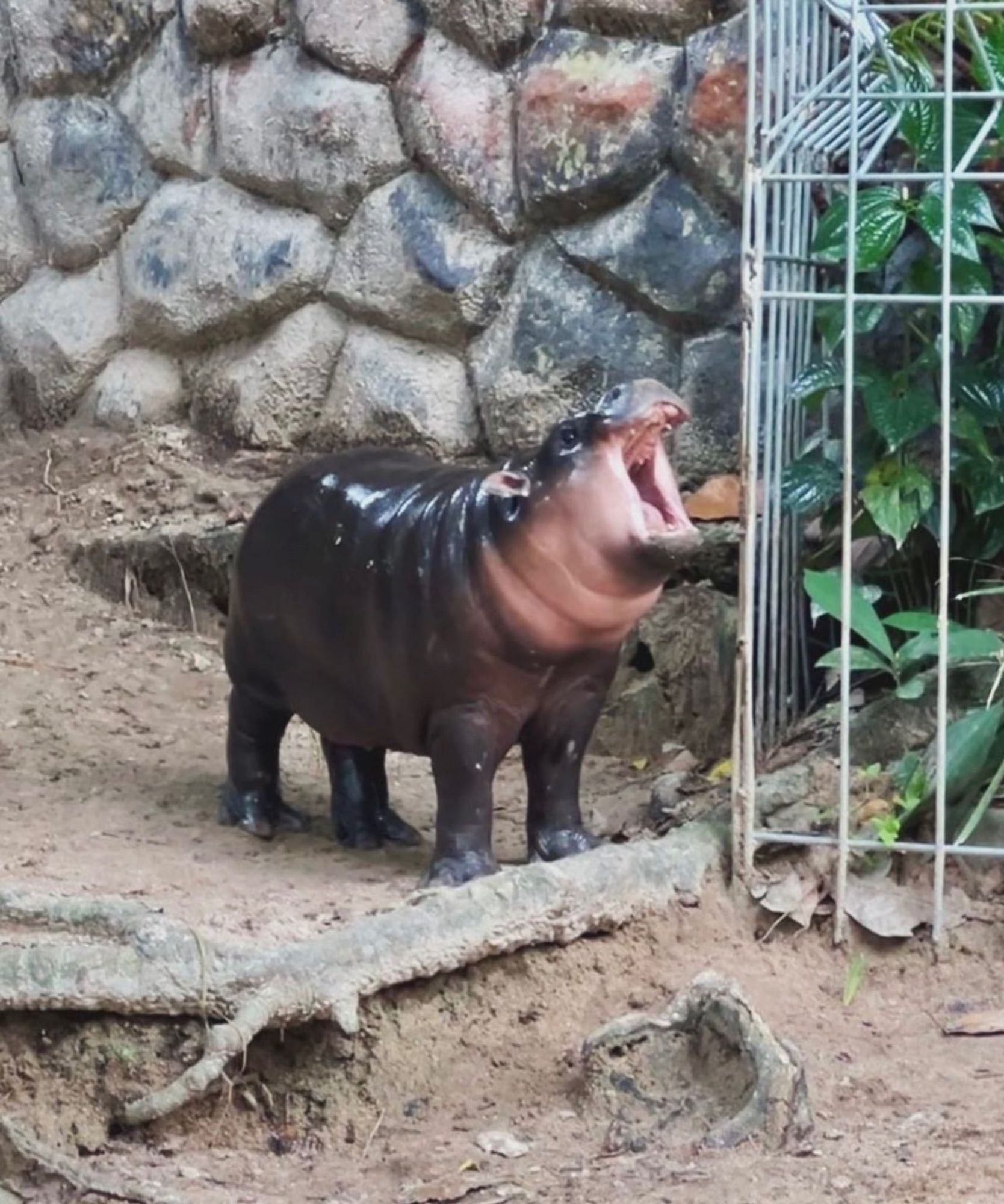 Moo Deng, the pygmy hippopotamus