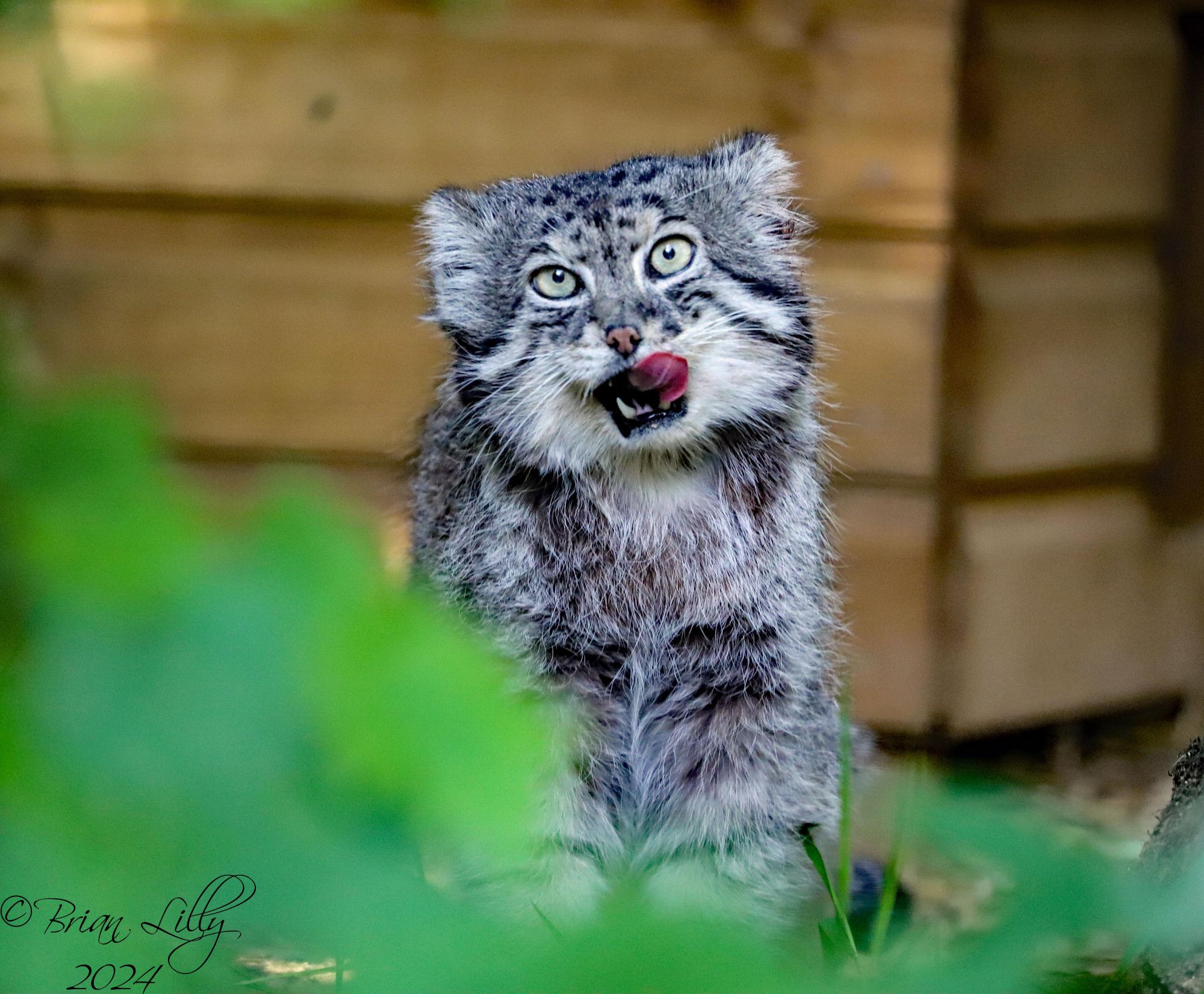 Pallas cat after eating some breakfast