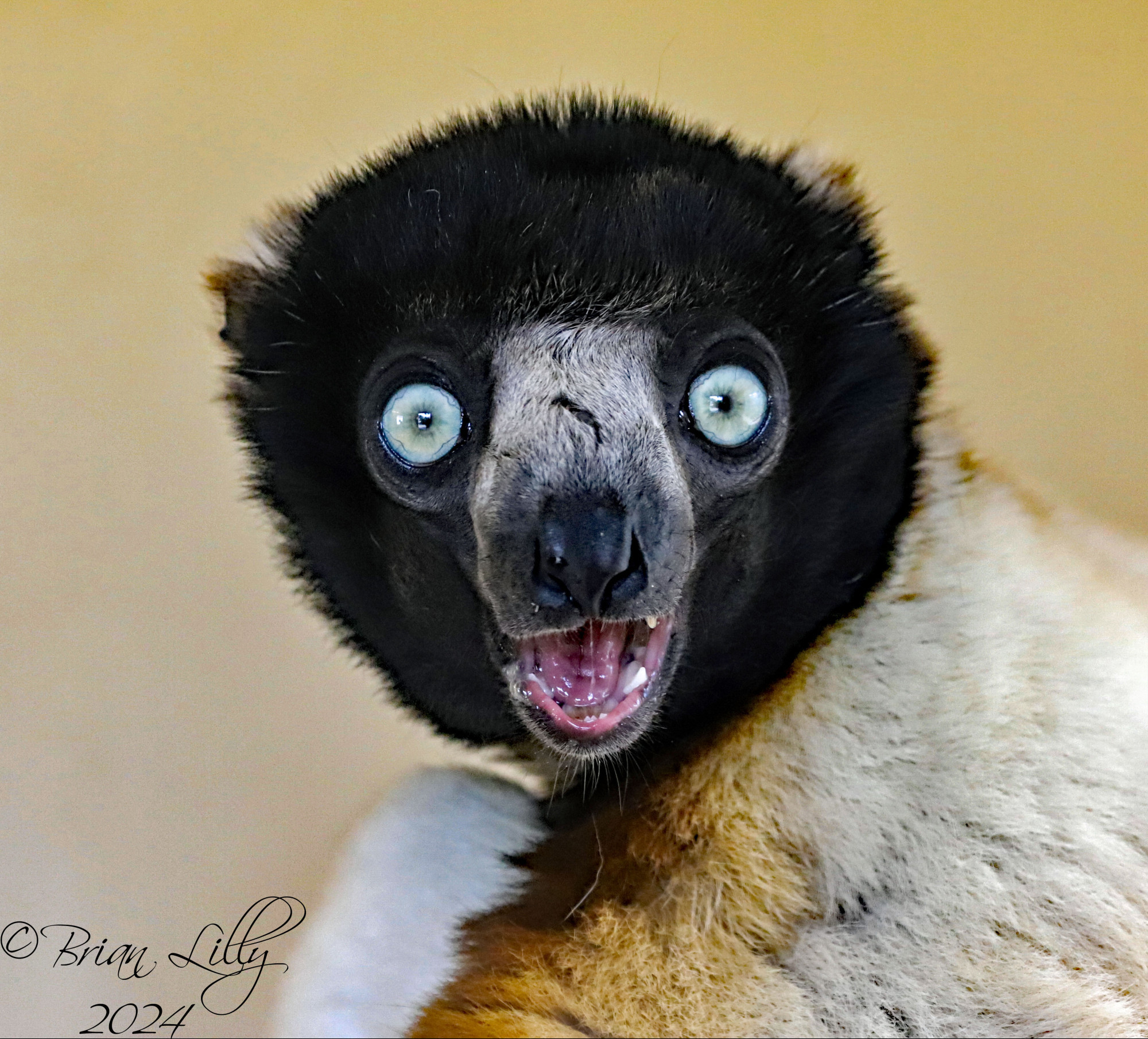 The adorable Crowned sifakas