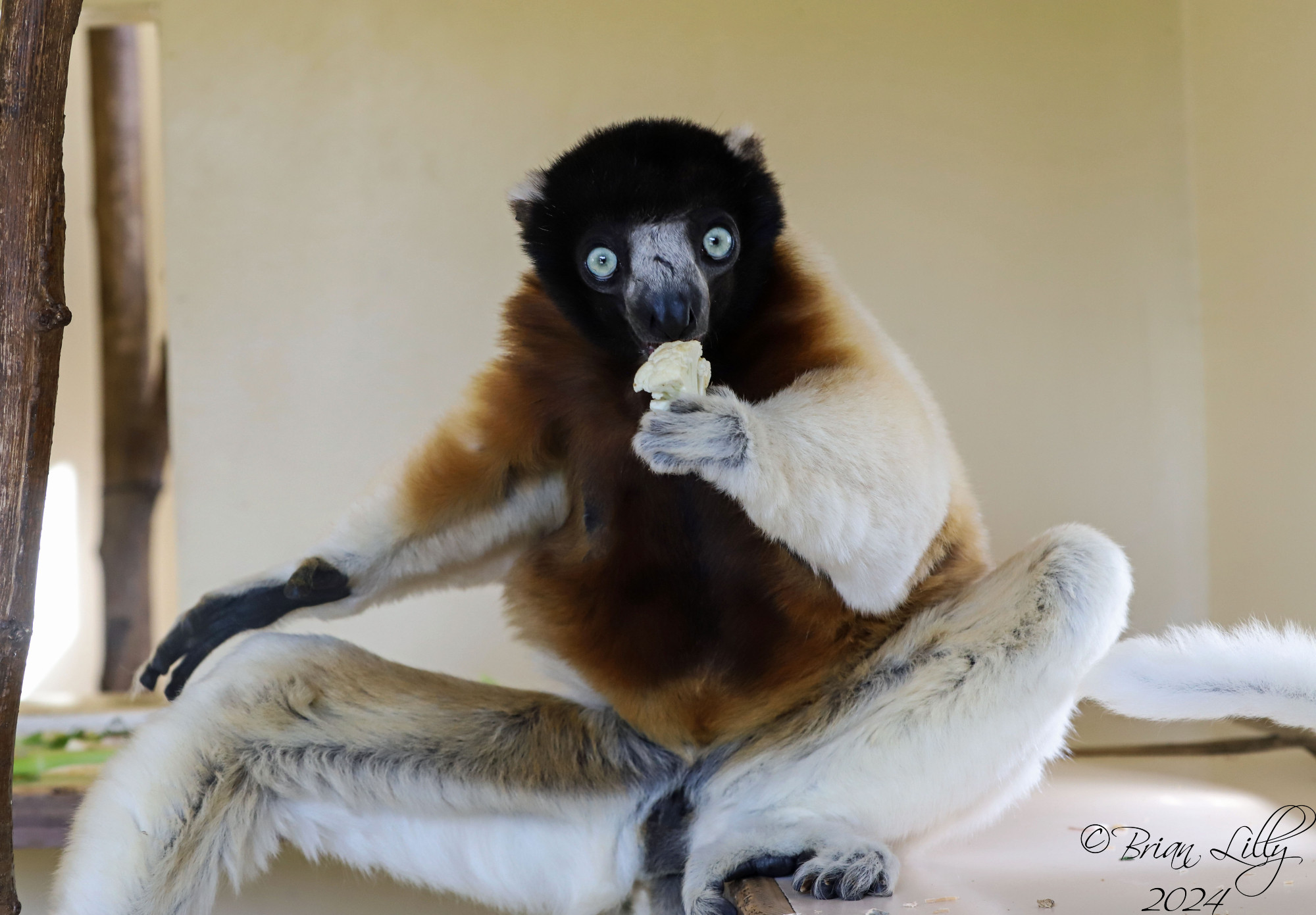 The adorable Crowned sifakas