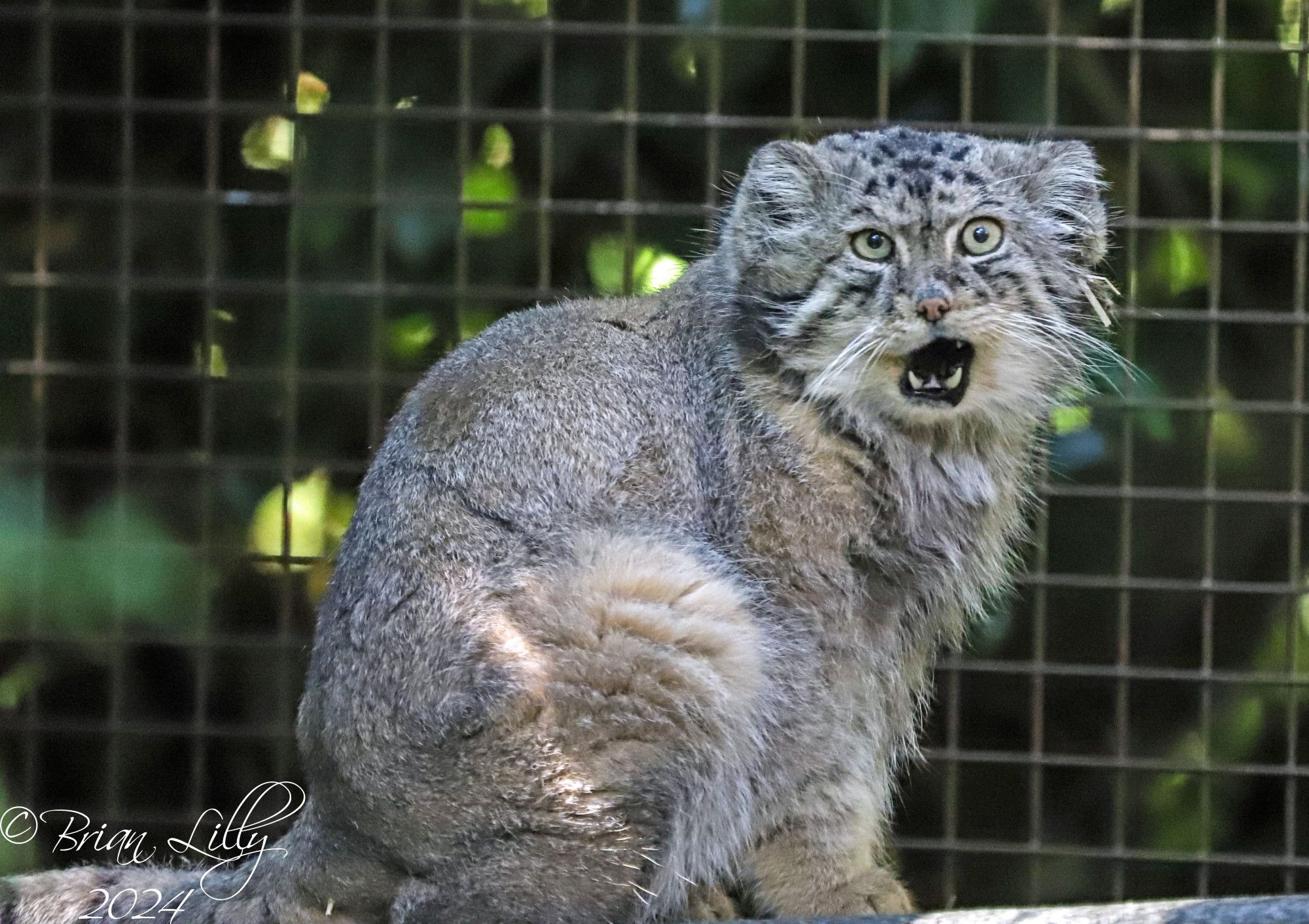 Pallas cat licking it's face