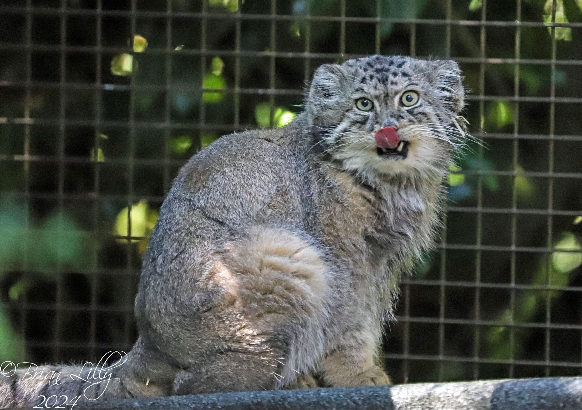 Pallas cat licking it's face