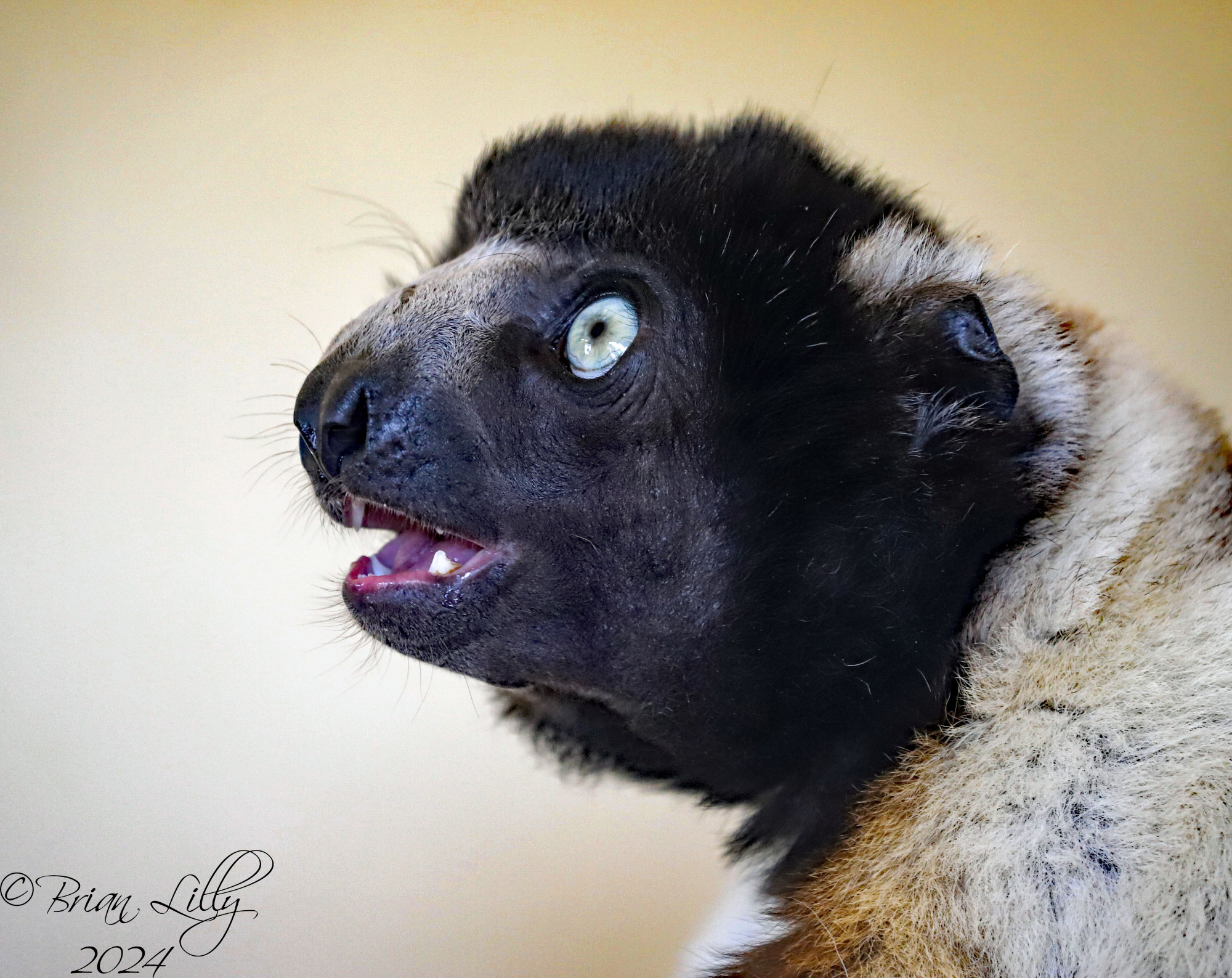 The adorable Crowned sifakas