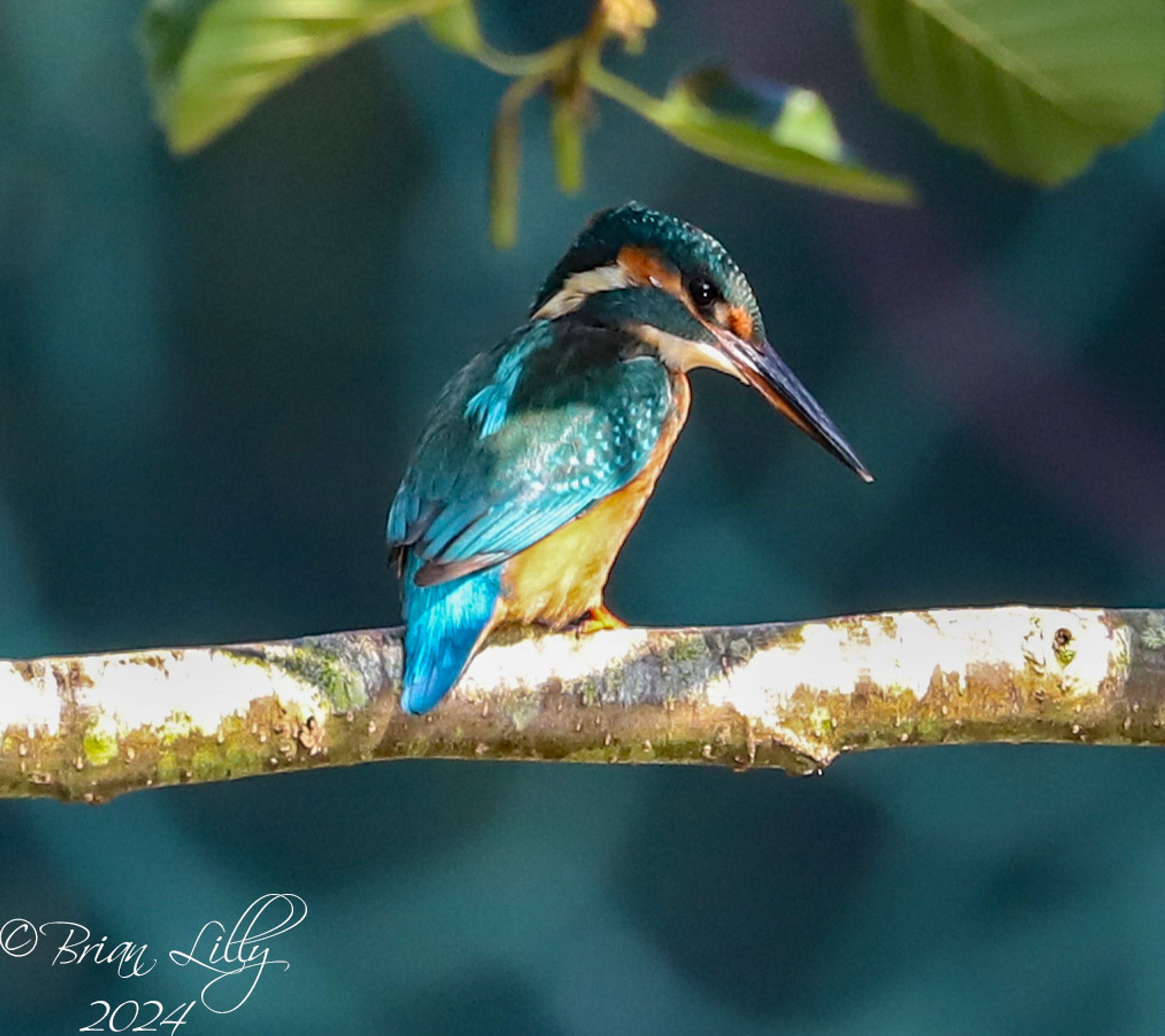 Wild Kingfisher above the water surrounding the Ape islands