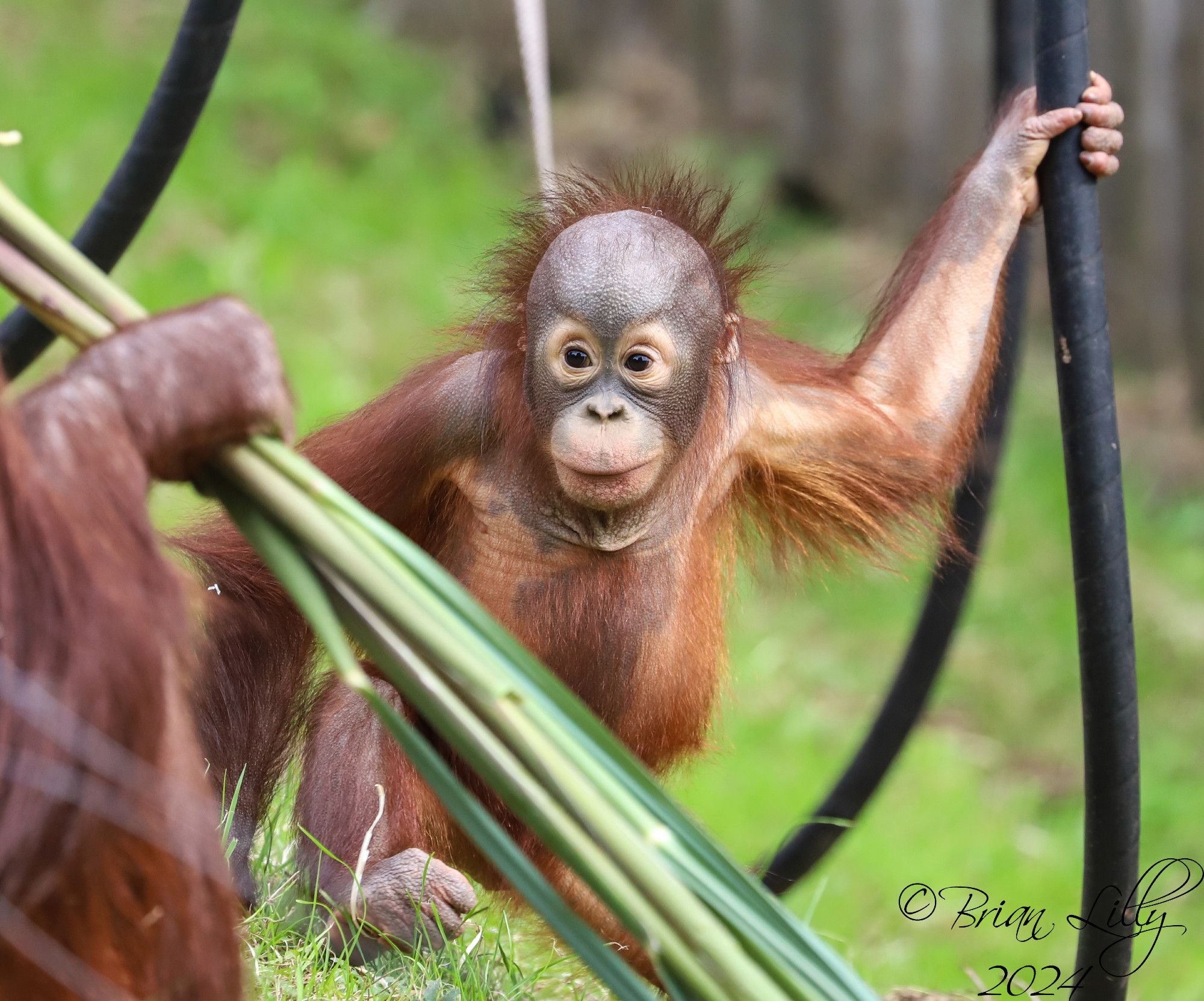 Baby Ranbi with some Pampas grass