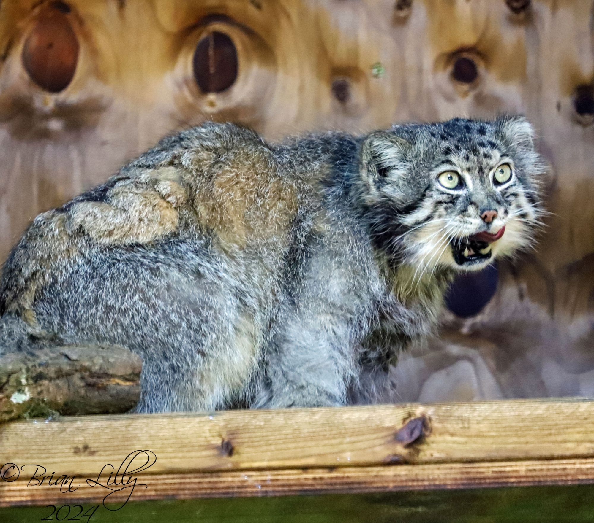 Pallas cat after eating some breakfast