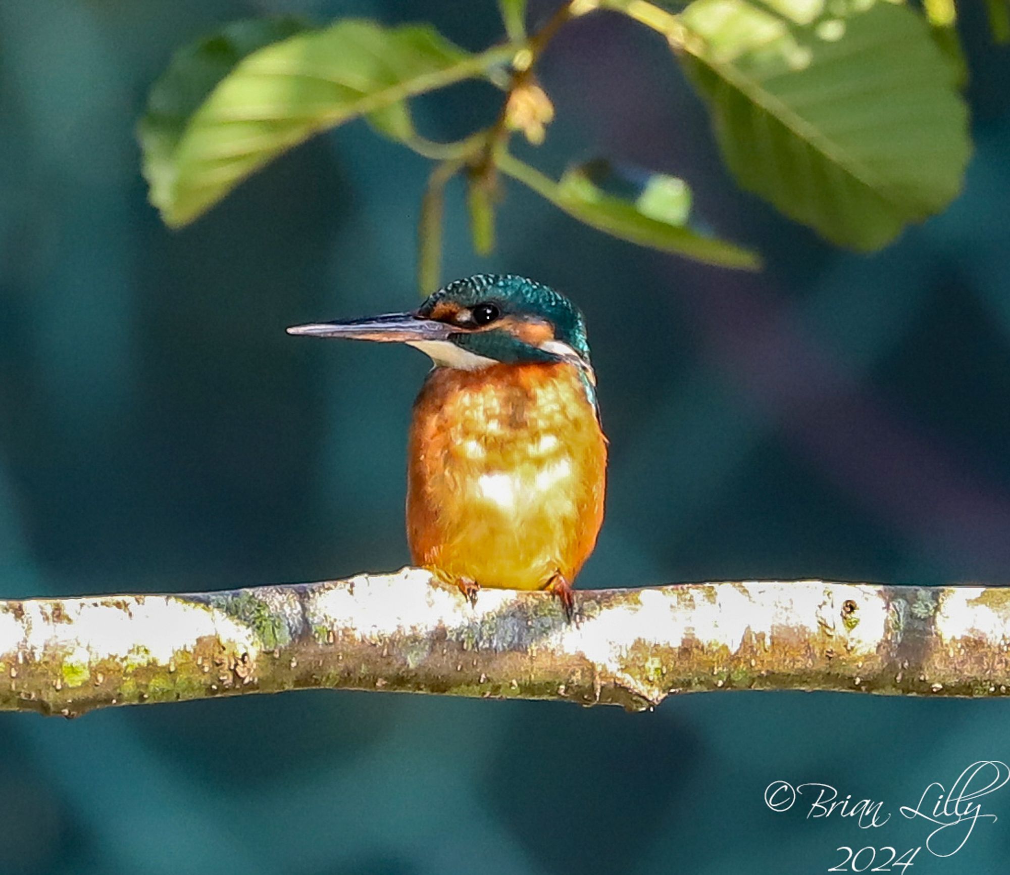 Wild Kingfisher above the water surrounding the Ape islands