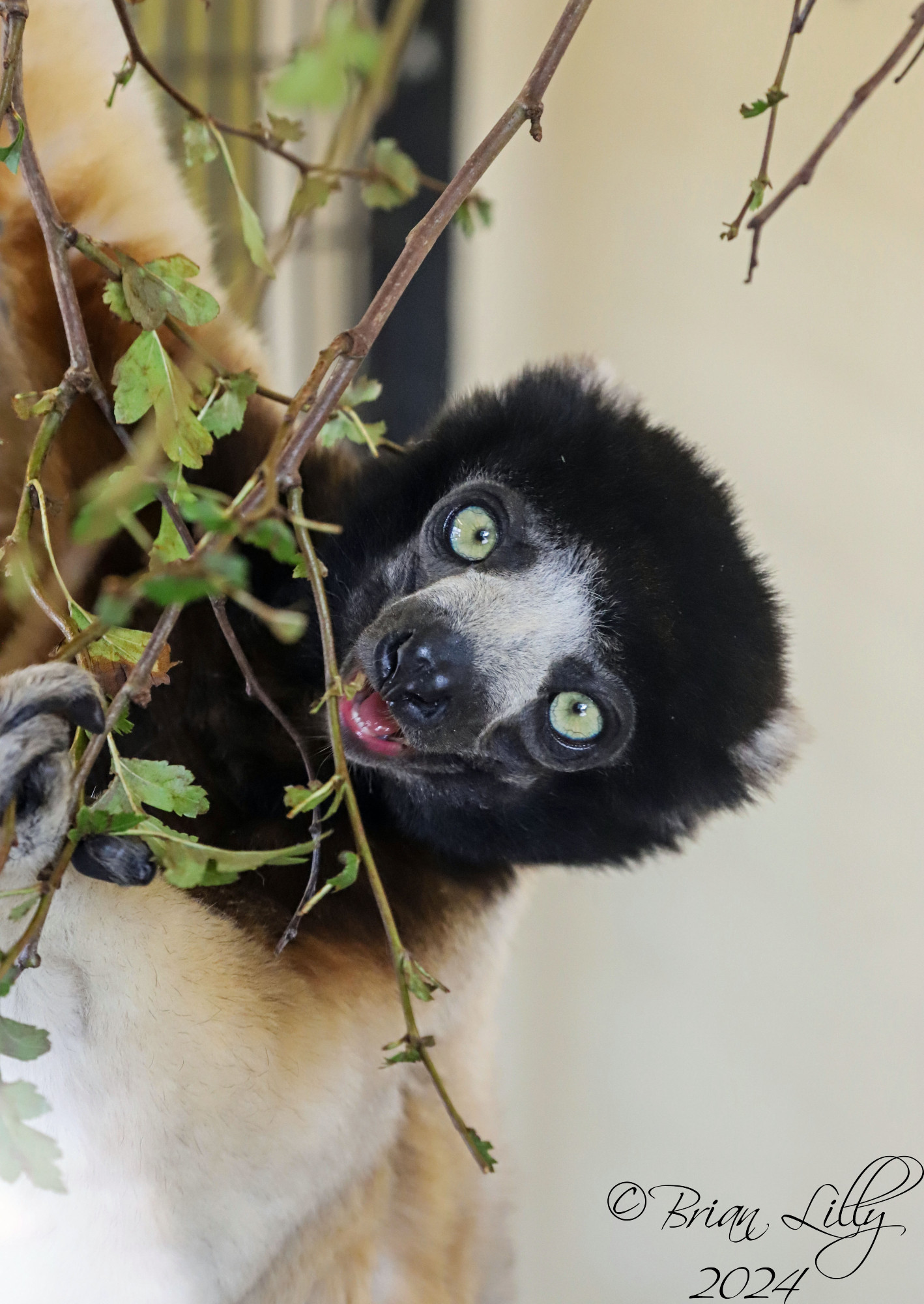 The adorable Crowned sifakas