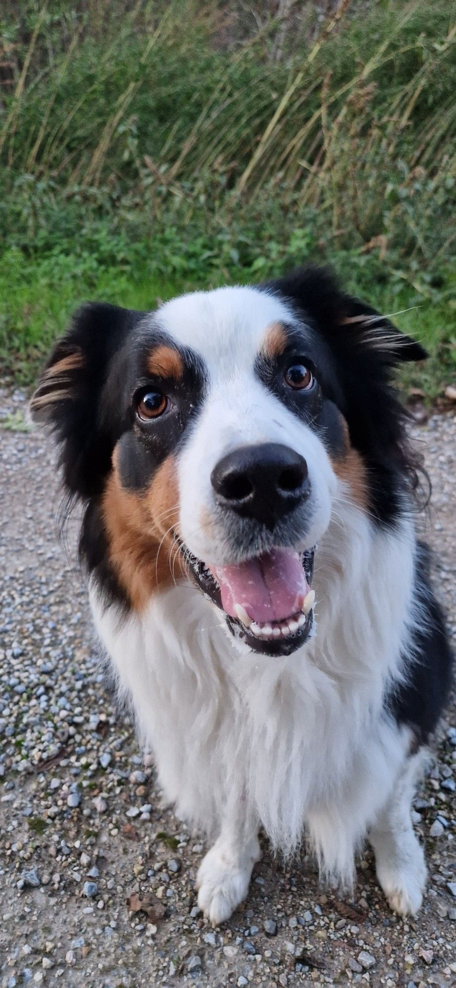 amelie der australian shepherd lächelt in die kamera