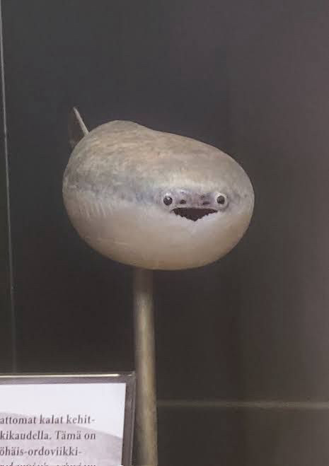 A model of an extinct Sacabambaspis fish. It is a blob shaped grey and white fish with its entire little face centered at the tip of its head. His expression is quite elated if I do say so myself. 
