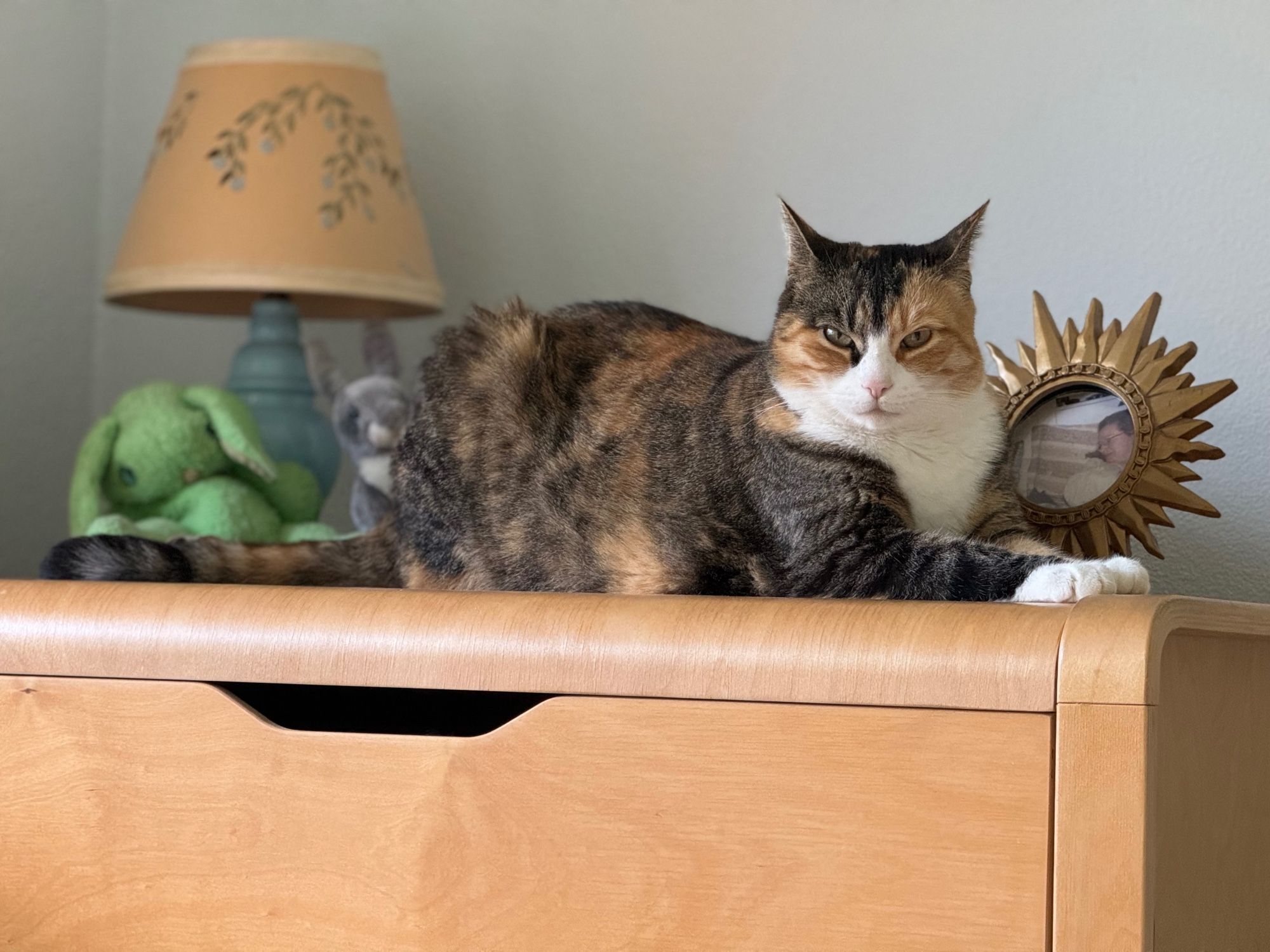 Tiger cat on a dresser say meow