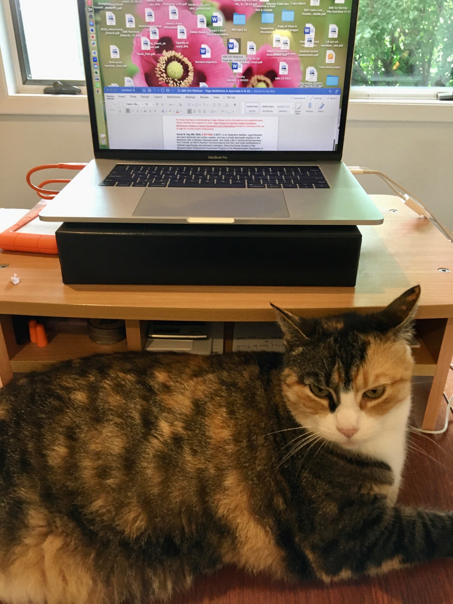 Tiger cat sits on a desk where a computer keyboard should be. Owner can’t work, blocked by said cat. 