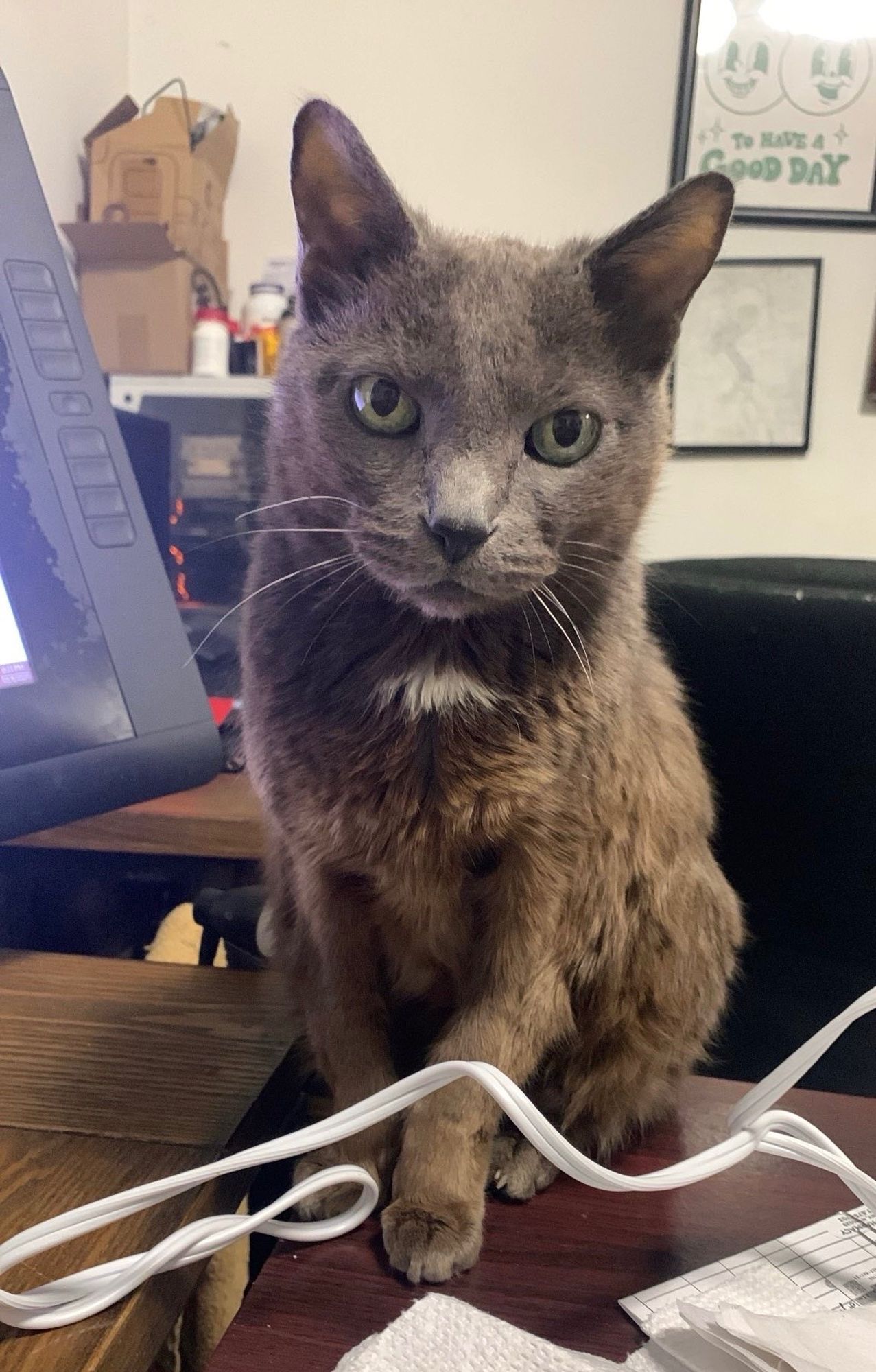 a little grey cat sitting primly and looking right into the camera in full lighting. on the wall behind her, somewhat blurry, is the original steam-powered prosthetic leg schematic of zybourne clock fame