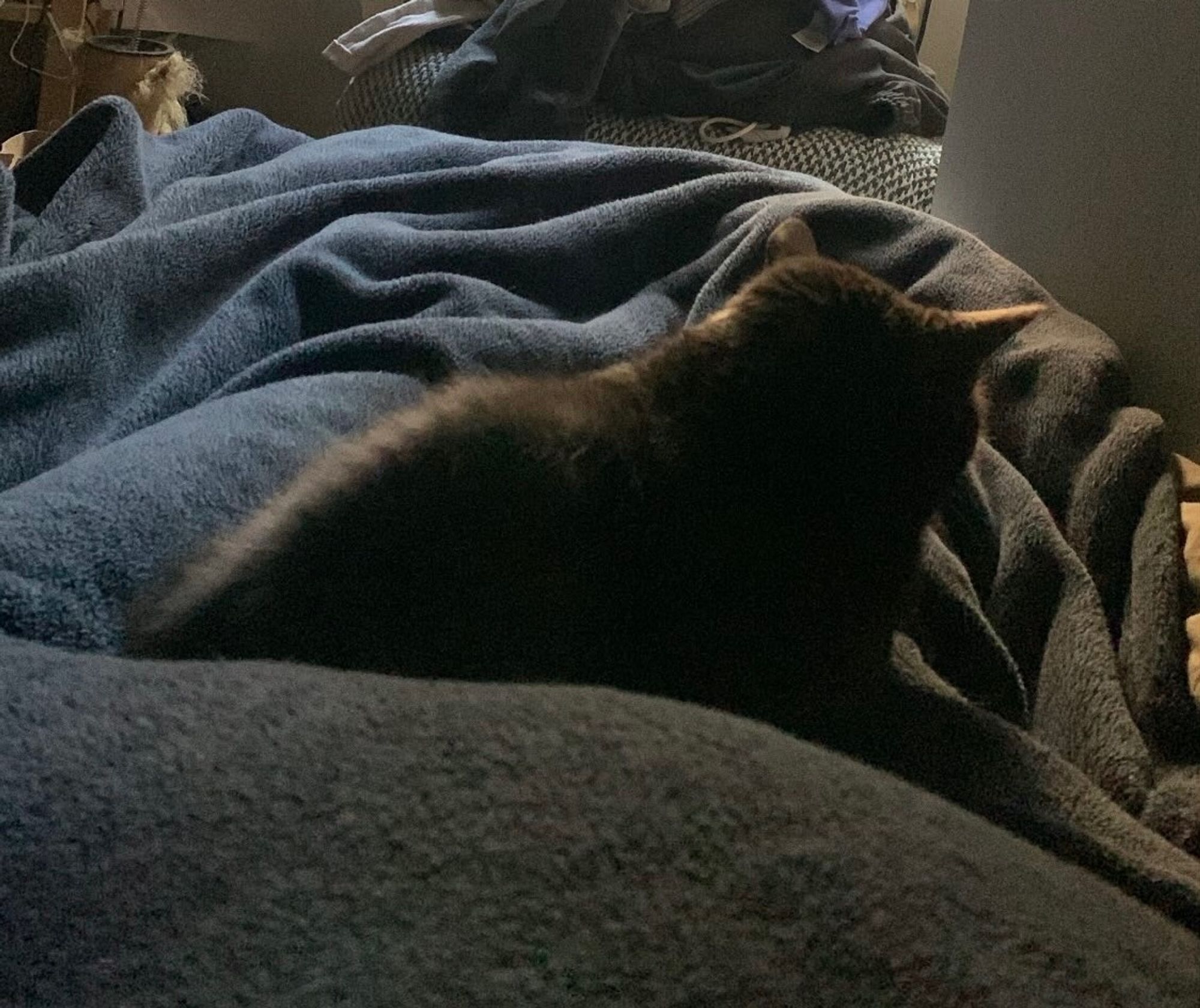 a little grey cat nestled in a concavity formed by a leg under bed covers. she is looking away and only visible as a rim-lit dark shape with a fringe of fur and two ears poking out