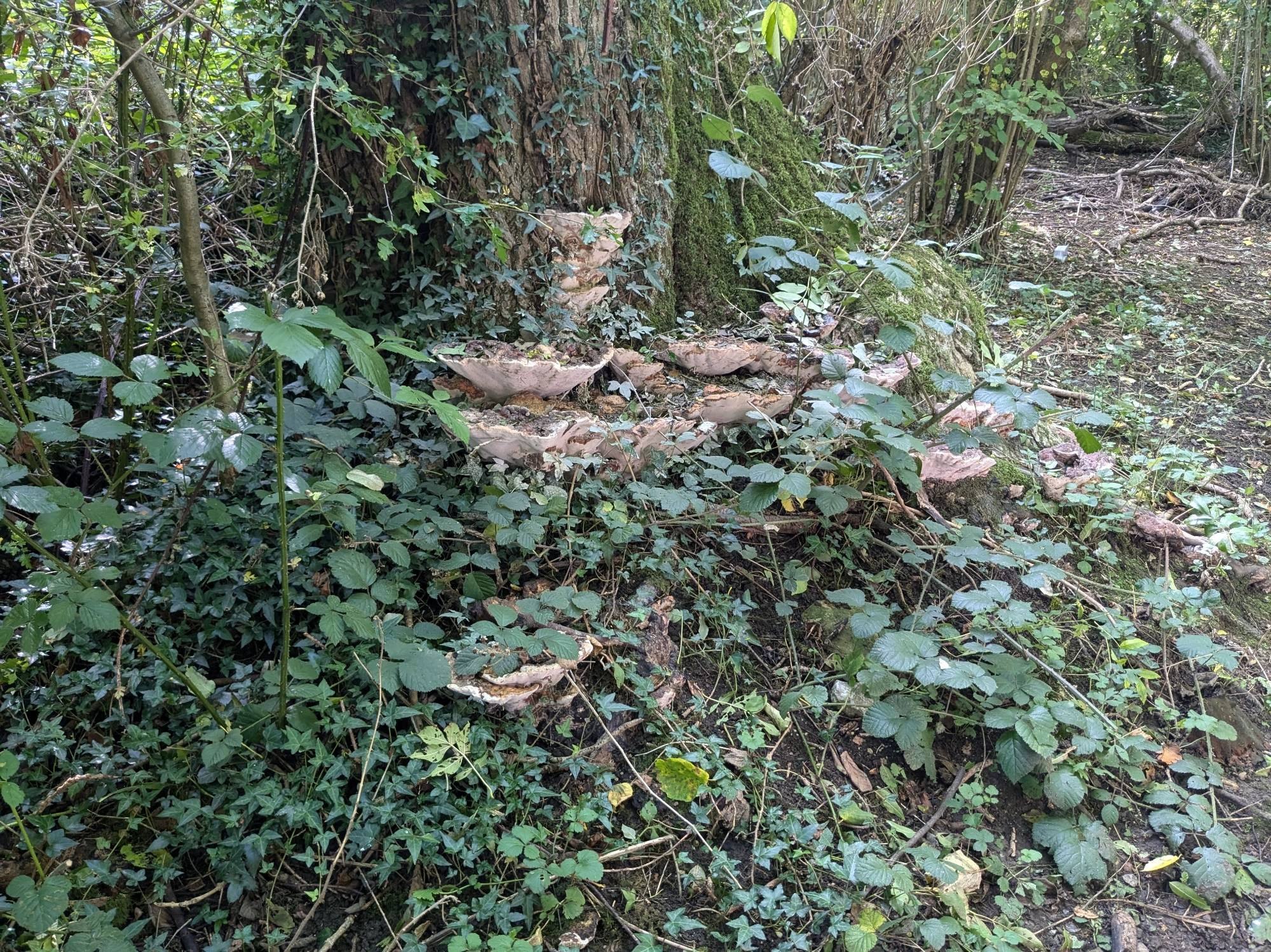 Some large mushrooms growing from the base of a tree in a green wood in early autumn