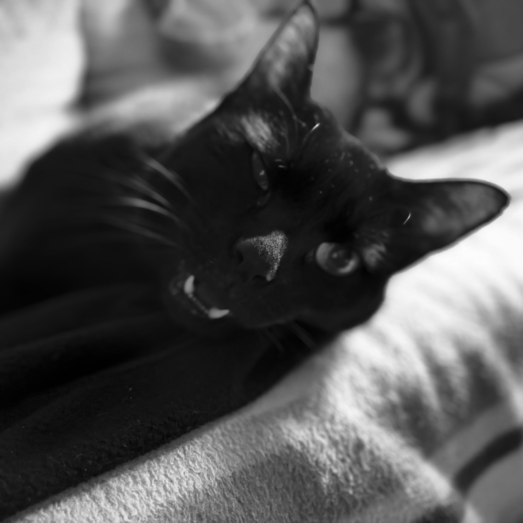 Motiv:  
Eine schwarze Katze liegt auf einer weichen Unterlage. Der Fokus liegt auf dem Gesicht der Katze, die leicht die Zähne zeigt.  

Bildformat:  
Quadratisches Bild.  

Genre:  
Porträtfotografie, Tierfotografie.  

Hintergrund:  
Der Hintergrund ist unscharf und zeigt textile Strukturen. 

Farben:  
Das Bild ist in Schwarz-Weiß gehalten, was die Konturen der Katze und der Decke betont.  

Lichtsituation:  
Natürliches Licht, das auf das Gesicht der Katze fällt und die Konturen hervorhebt, während der Hintergrund unscharf bleibt.